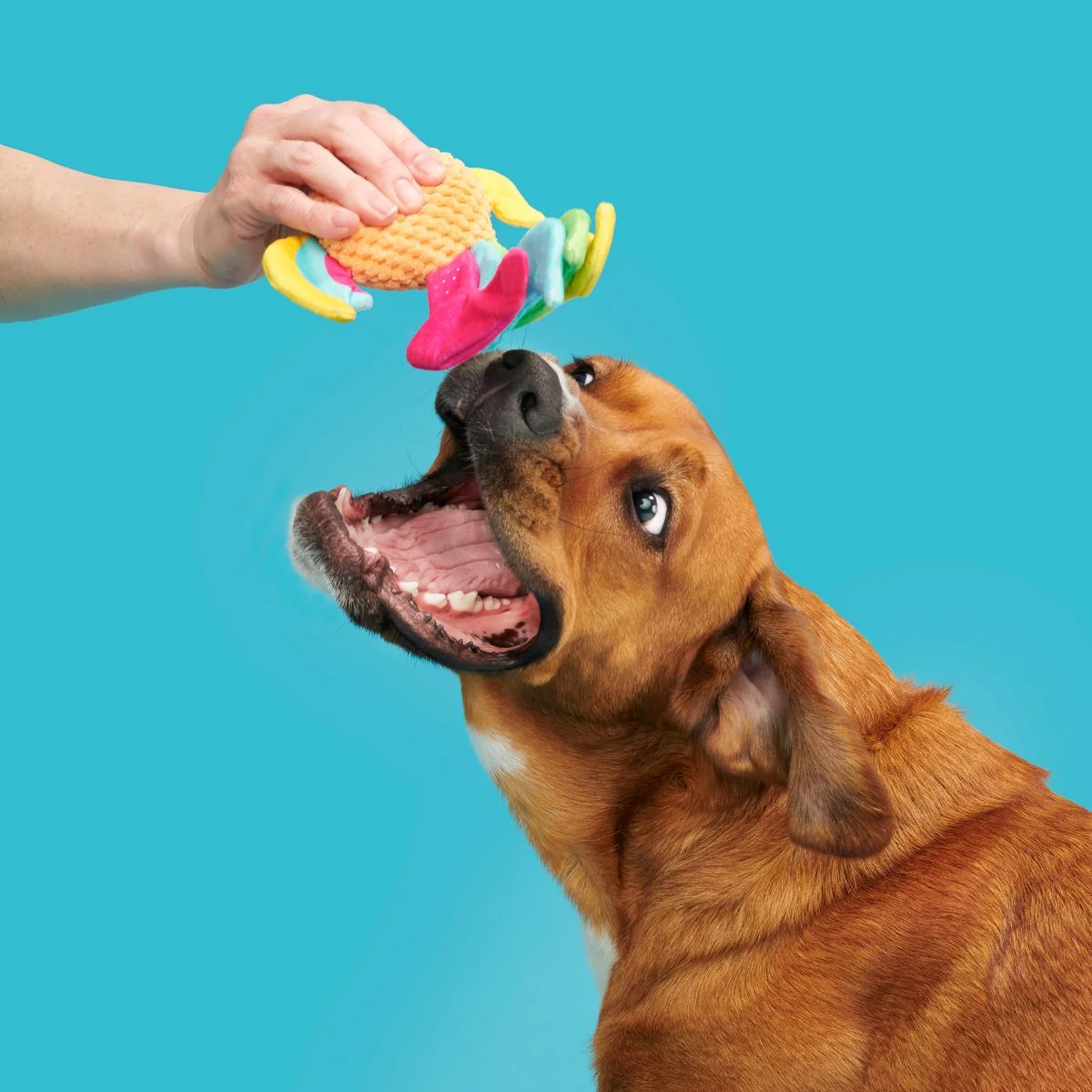 Ahi Tina Plush Tug Dog Toy - Image 4