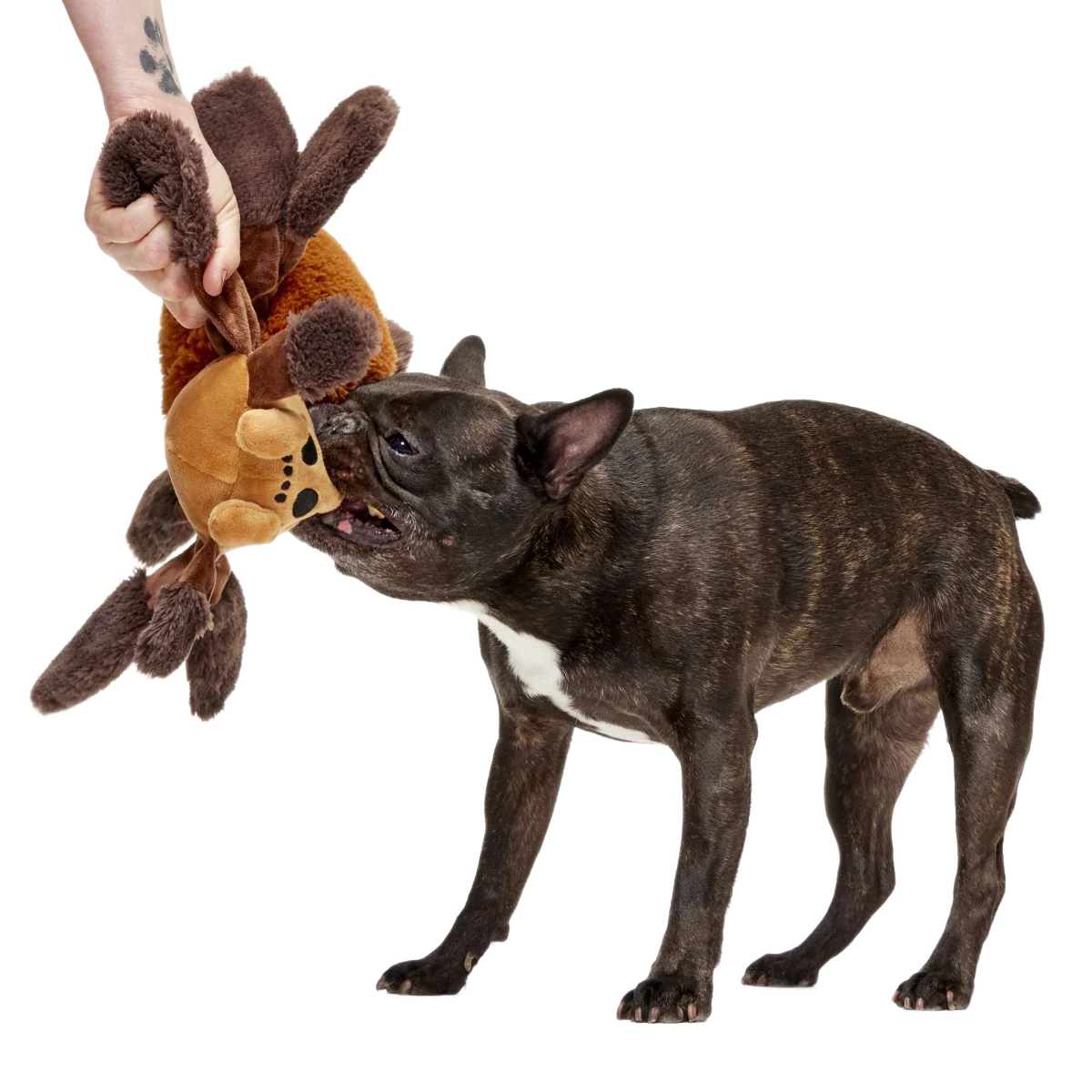 Aragog™ Plush Extra-Large + Tug Dog Toy - Image 3