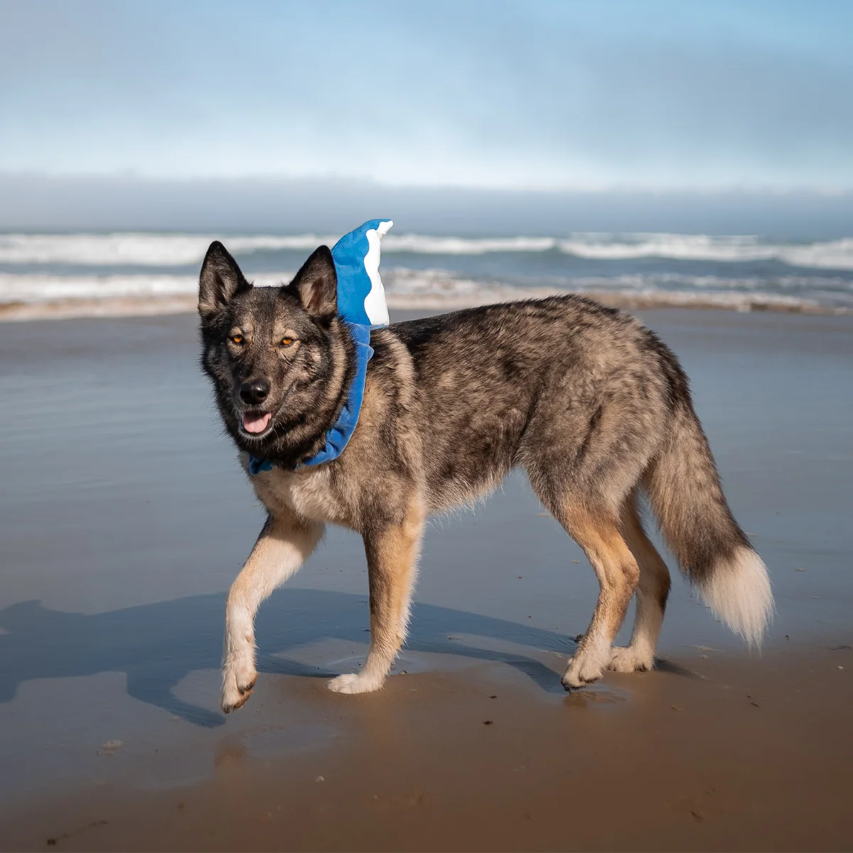 Bark Fin Plush Tug + Wearable Dog Toy - Image 5