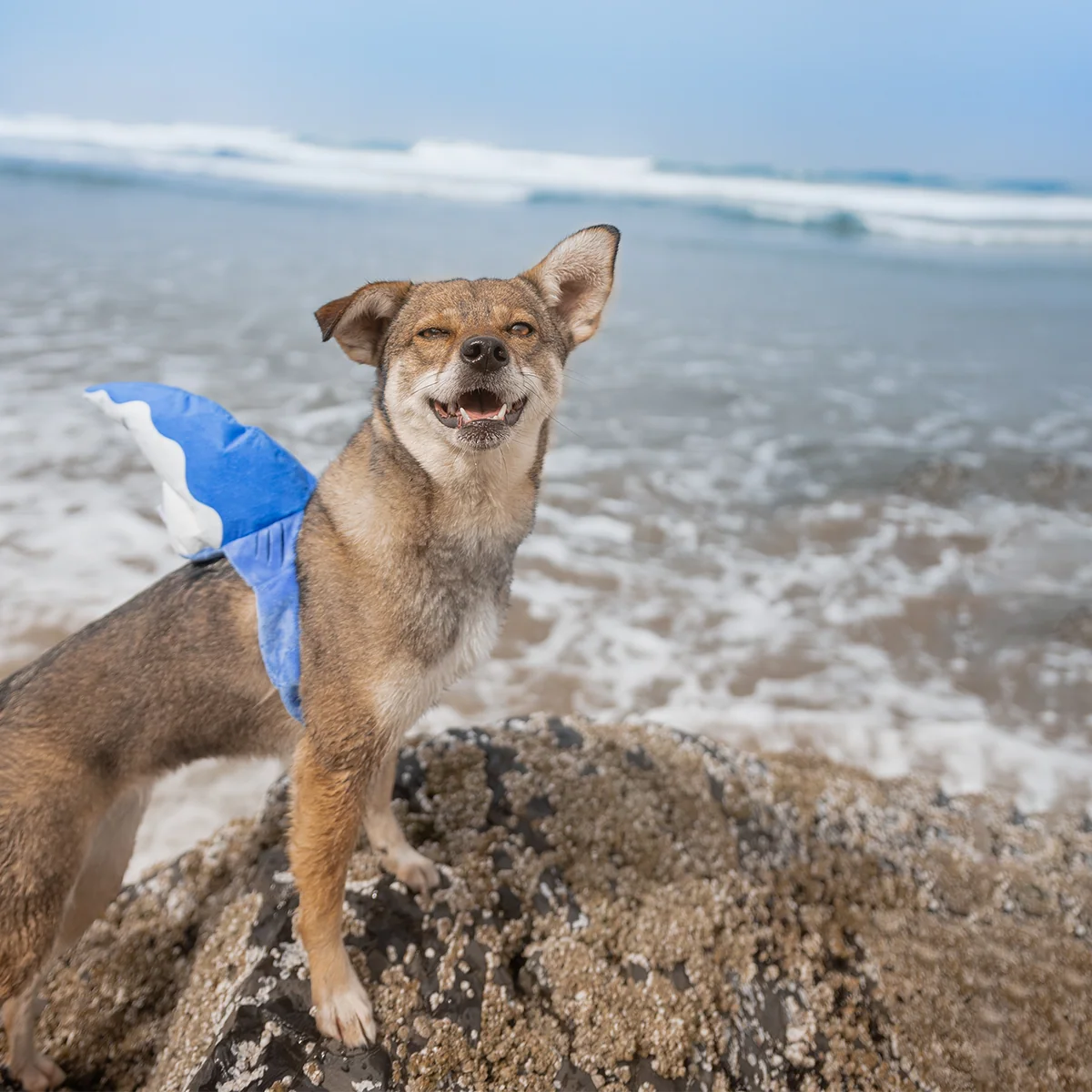 Bark Fin Plush Tug + Wearable Dog Toy - Image 7