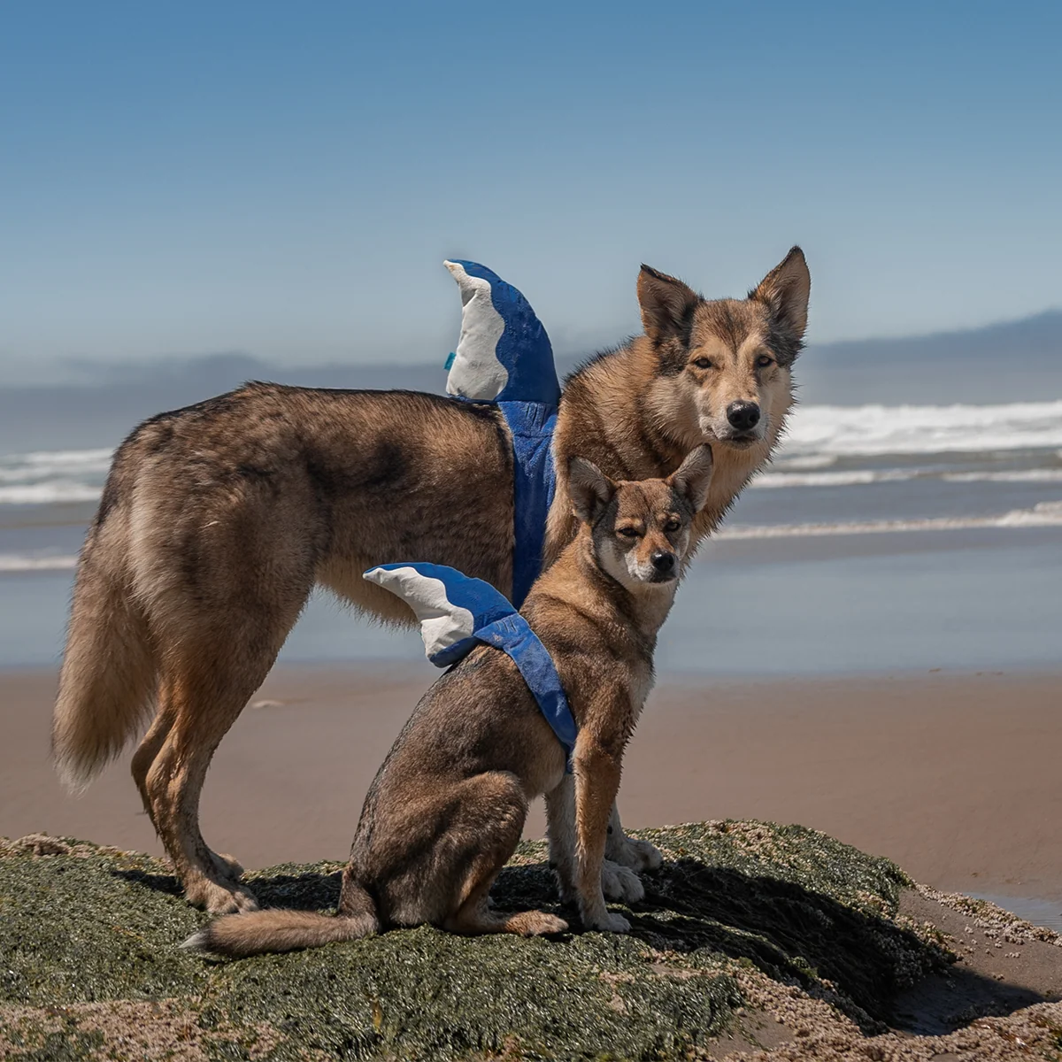 Bark Fin Plush Tug + Wearable Dog Toy - Image 8