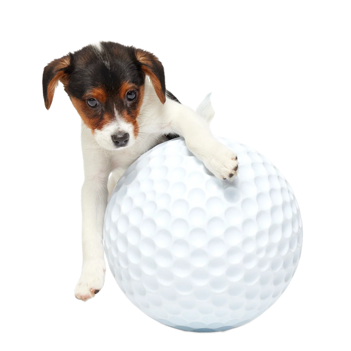 Big Swing Golf Ball Super Chewer Durable Extra-Large + Fetch Dog Toy - Image 3