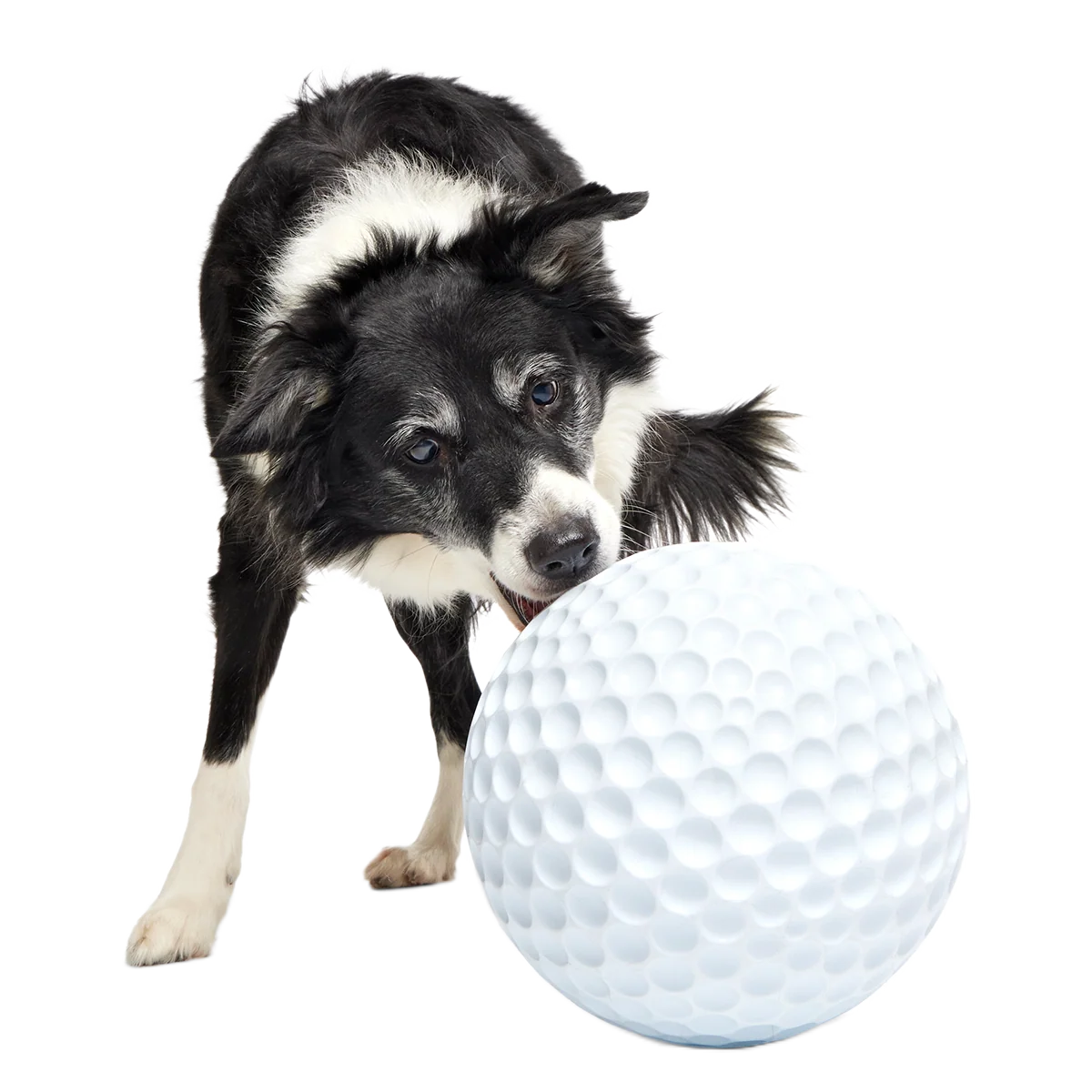 Big Swing Golf Ball Super Chewer Durable Extra-Large + Fetch Dog Toy - Image 4
