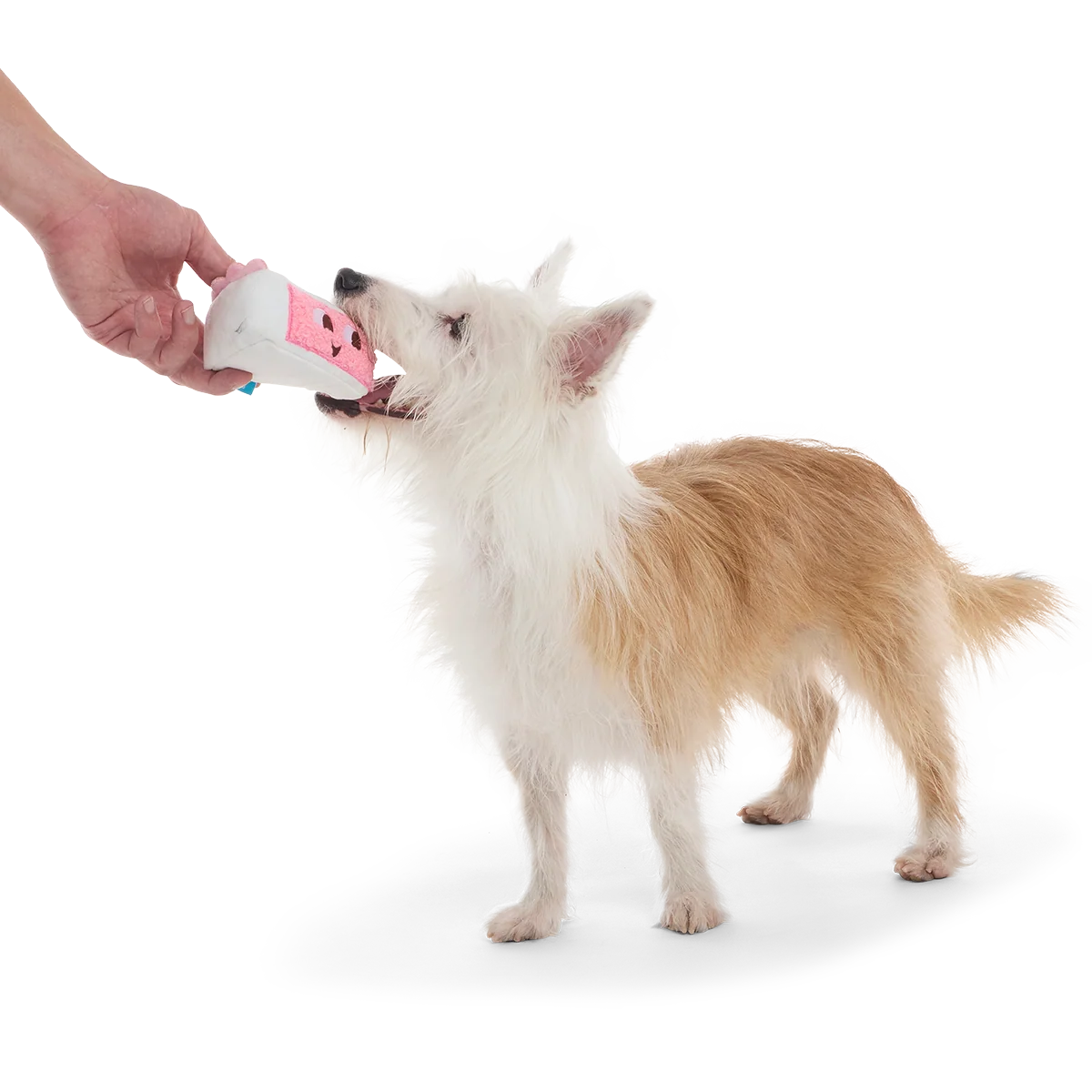Birthday Kate Plush Tug Dog Toy - Image 6