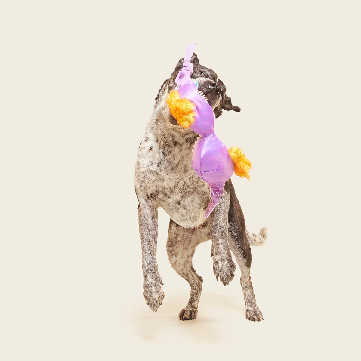 Bite the Patriarchy Plush Tug Dog Toy - Image 5