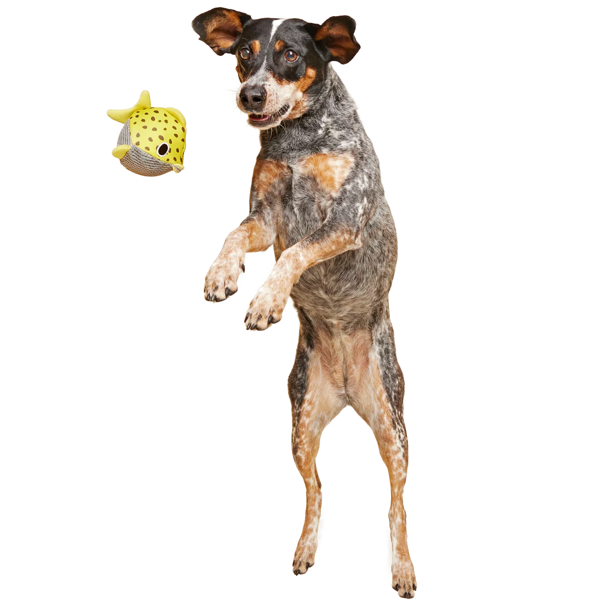 Blowfetch Super Chewer Durable 2-in-1 + Fetch Dog Toy - Image 3