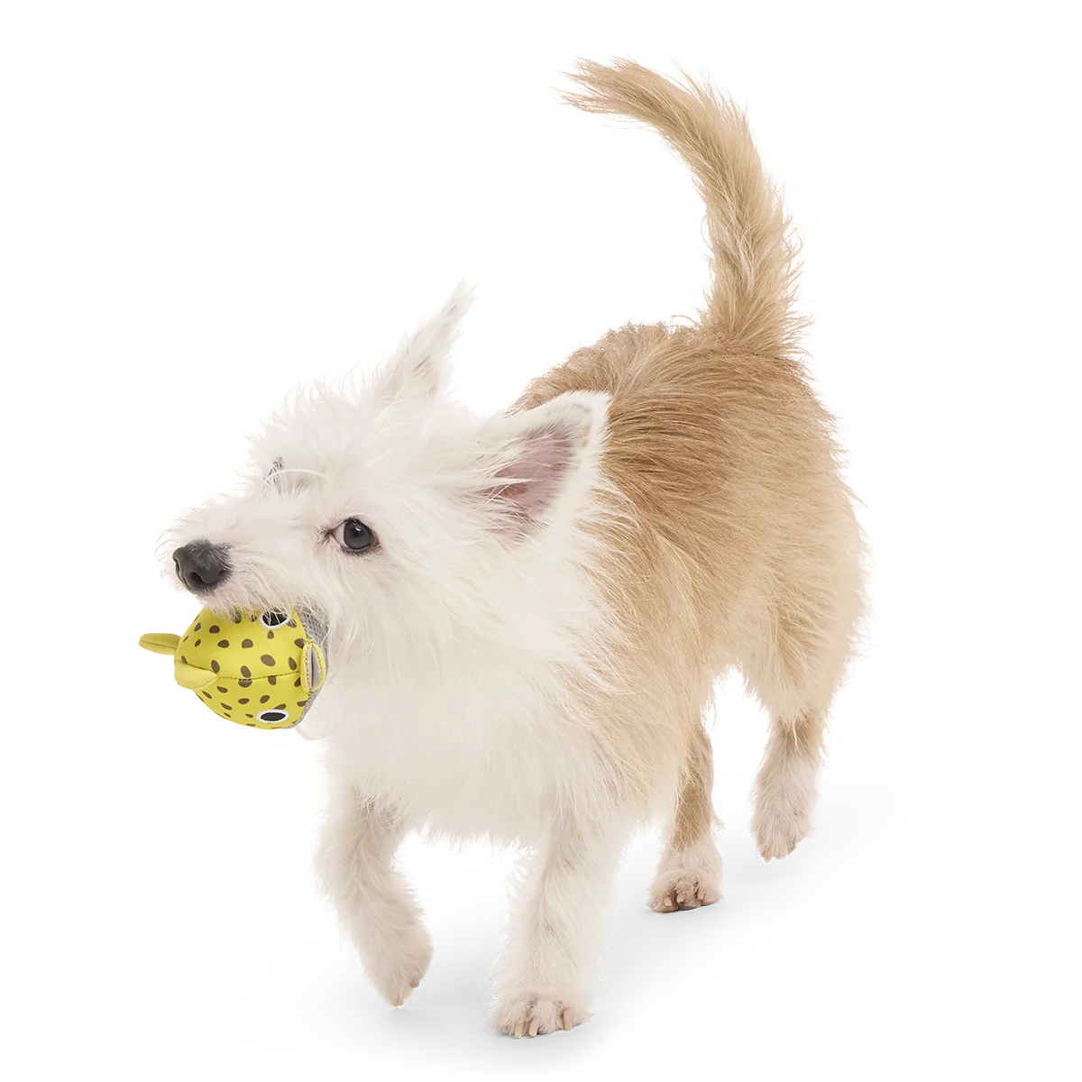 Blowfetch Super Chewer Durable 2-in-1 + Fetch Dog Toy - Image 5