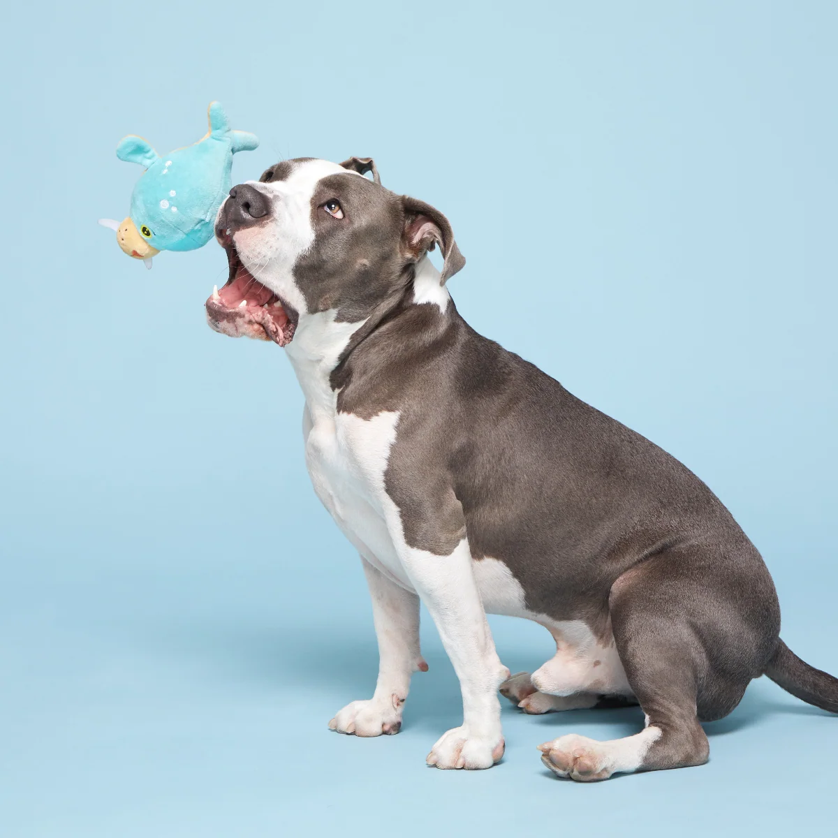 Blue Walrus Plush Tug + Fetch Dog Toy - Image 2