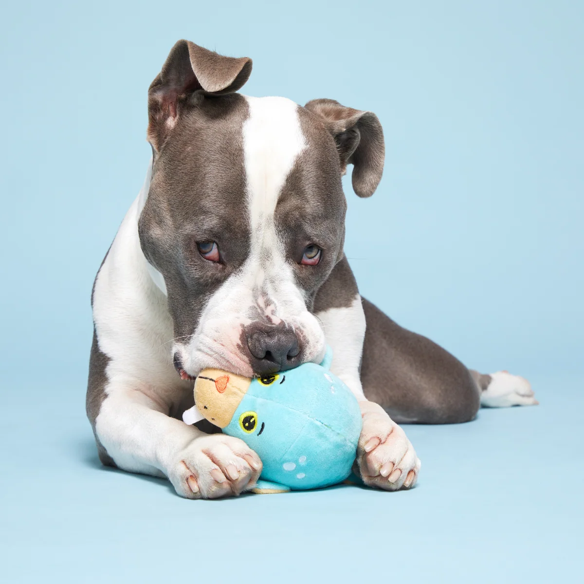 Blue Walrus Plush Tug + Fetch Dog Toy - Image 4