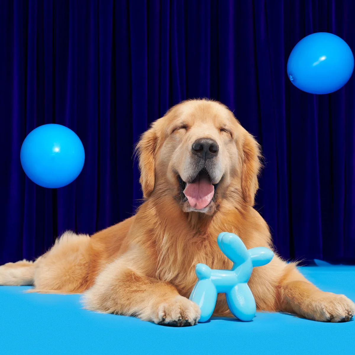 Bob the Balloon Super Chewer Durable Gnaw Dog Toy - Image 5