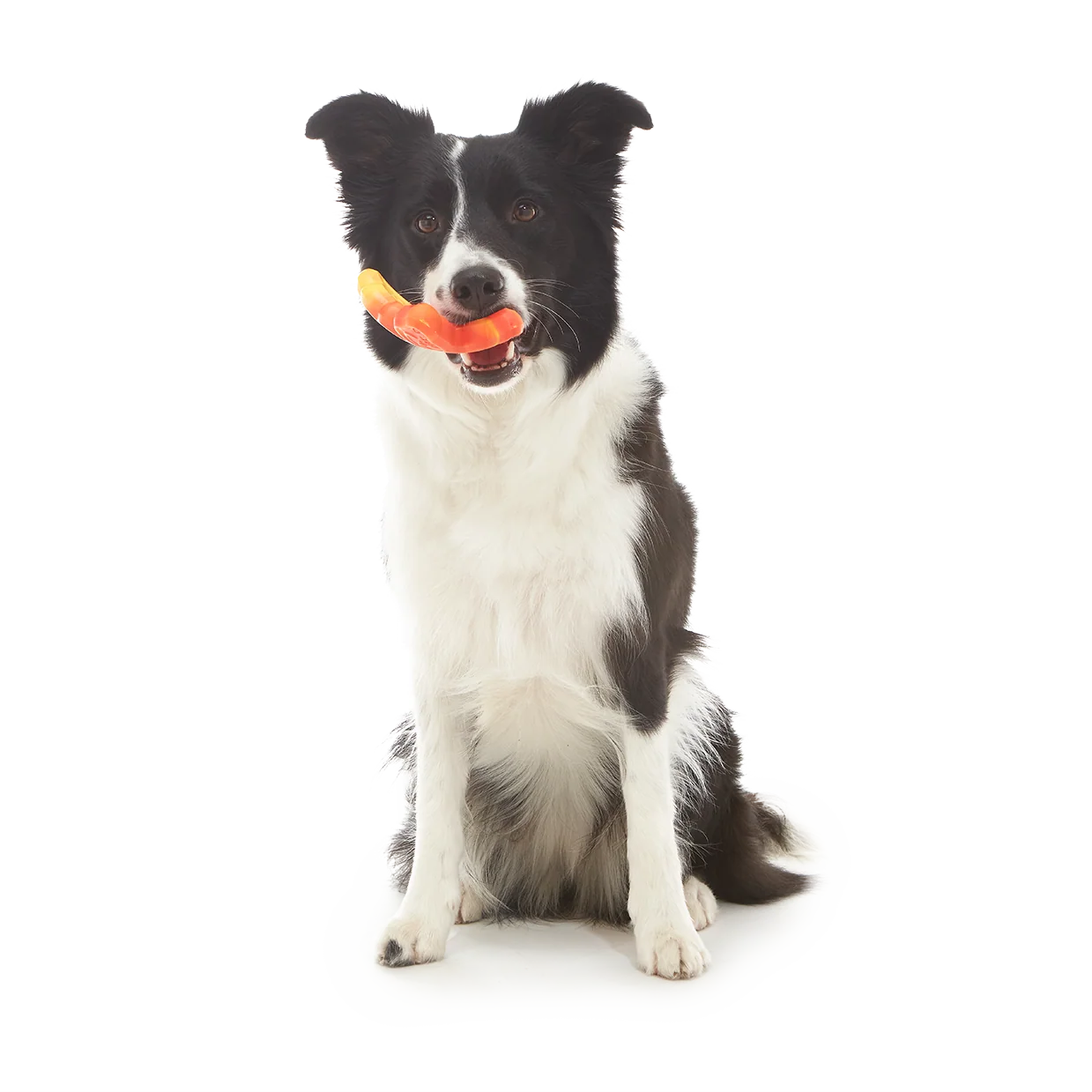 Brawny Butterfly Durable Super Chewer Gnaw Dog Toy - Image 3