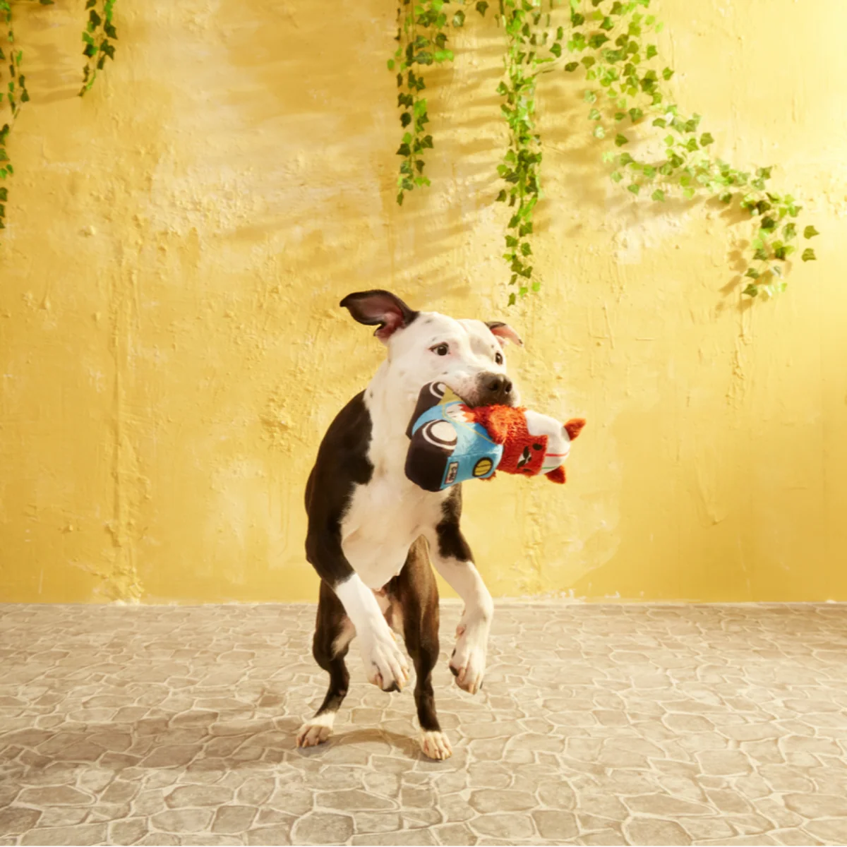 Buona Squirrela Plush Tug Dog Toy - Image 2
