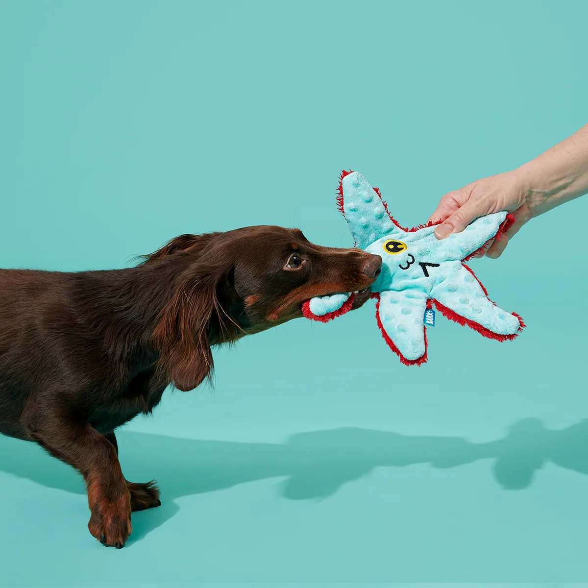 Carl Starfish Plush Tug Dog Toy - Image 2
