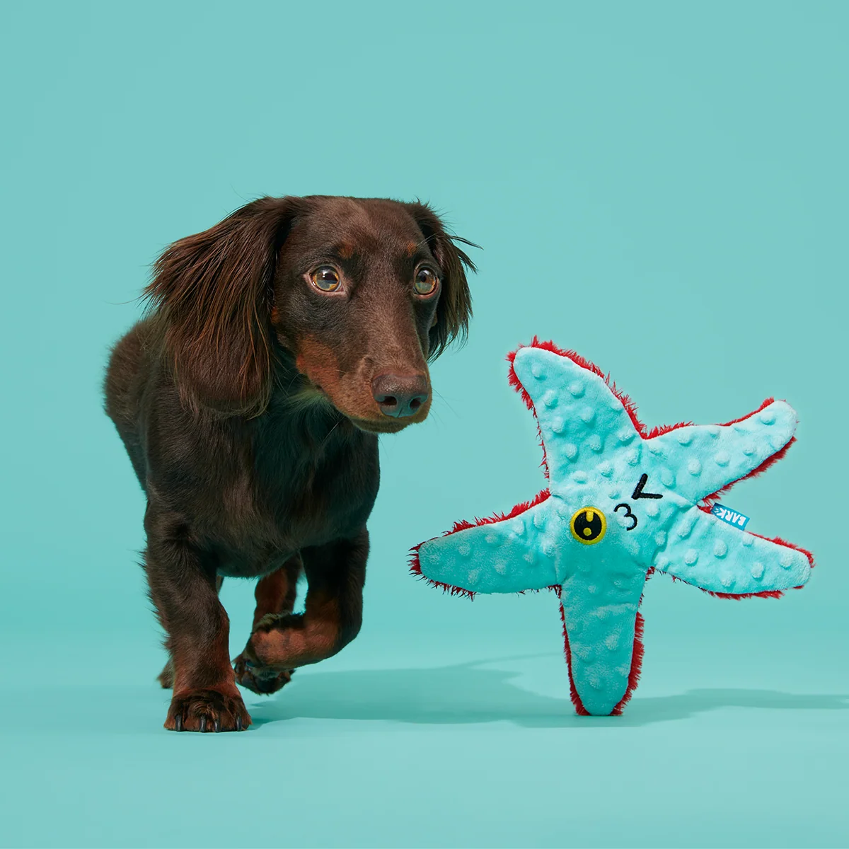 Carl Starfish Plush Tug Dog Toy - Image 3