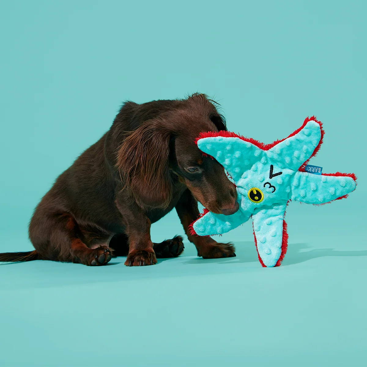 Carl Starfish Plush Tug Dog Toy - Image 4