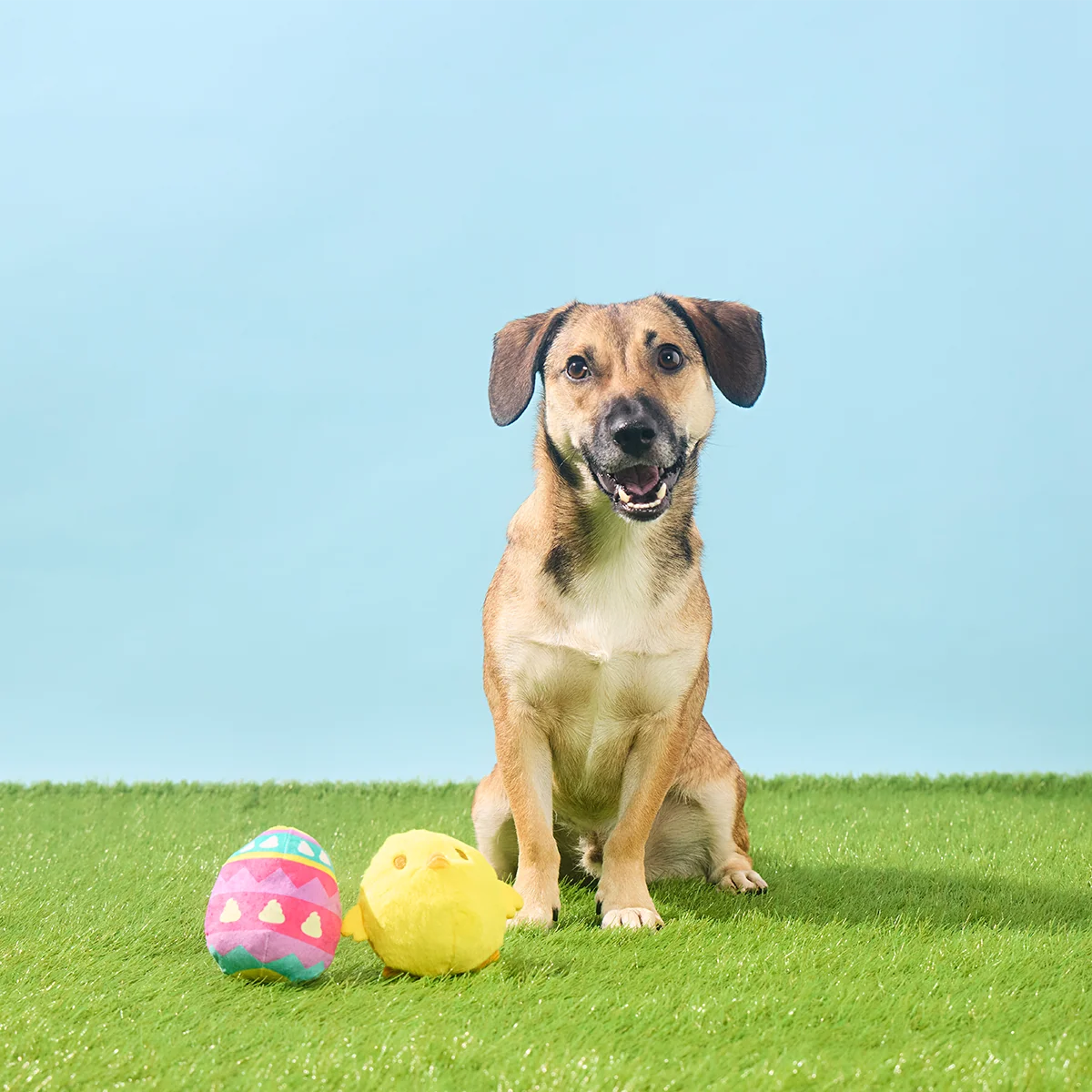 Chickie Poo Plush Multi-Part + Fetch Dog Toy - Image 3