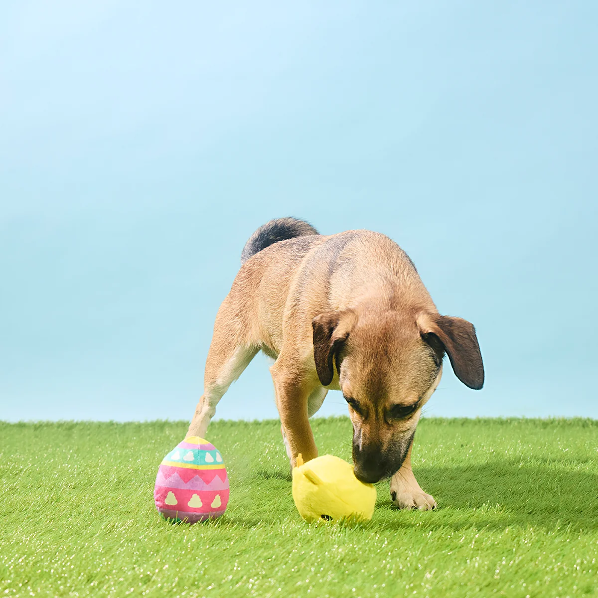 Chickie Poo Plush Multi-Part + Fetch Dog Toy - Image 4