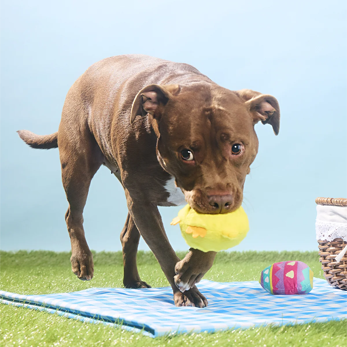 Chickie Poo Plush Multi-Part + Fetch Dog Toy - Image 5
