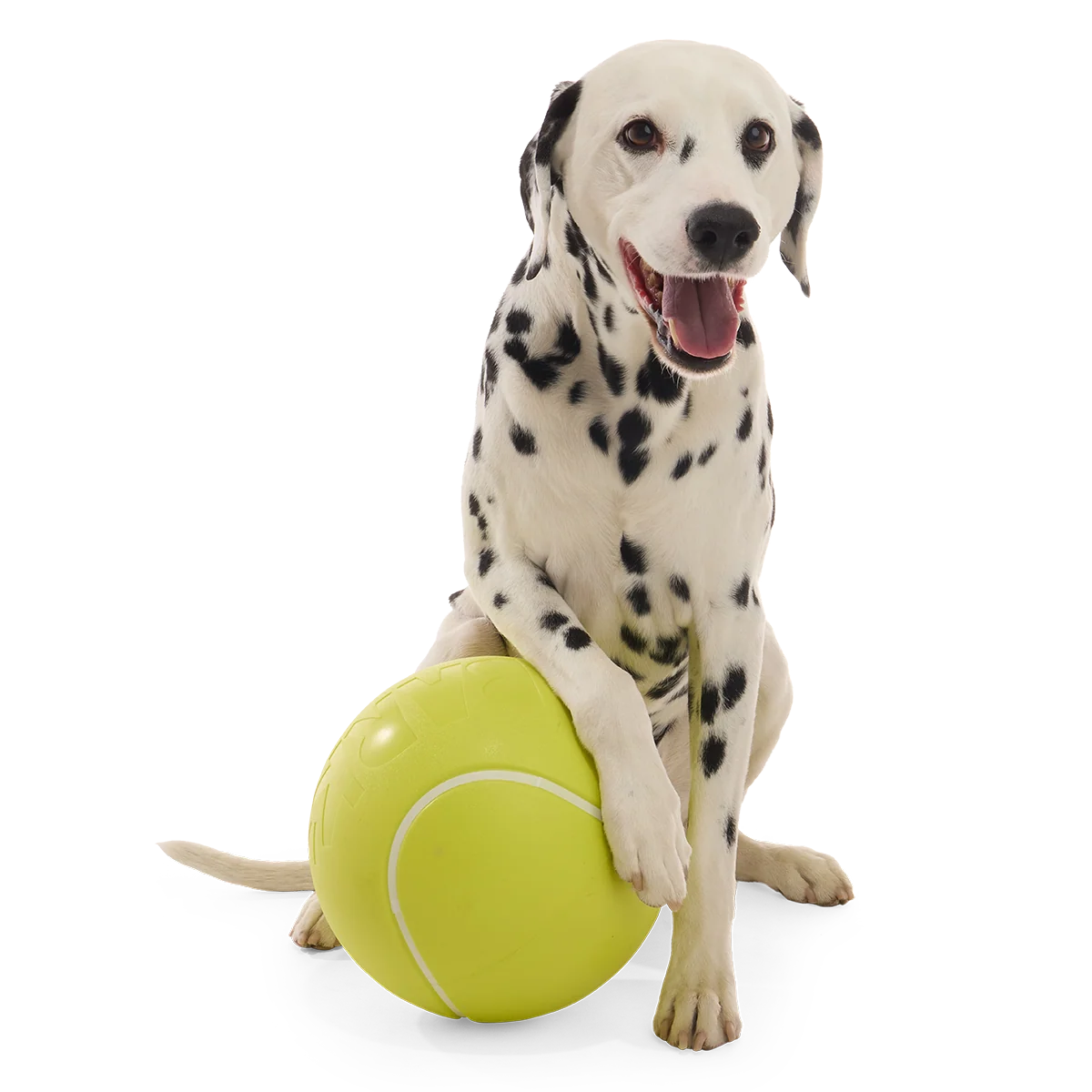 Chompianship Ball Super Chewer Durable Extra-Large + Fetch Dog Toy - Image 3
