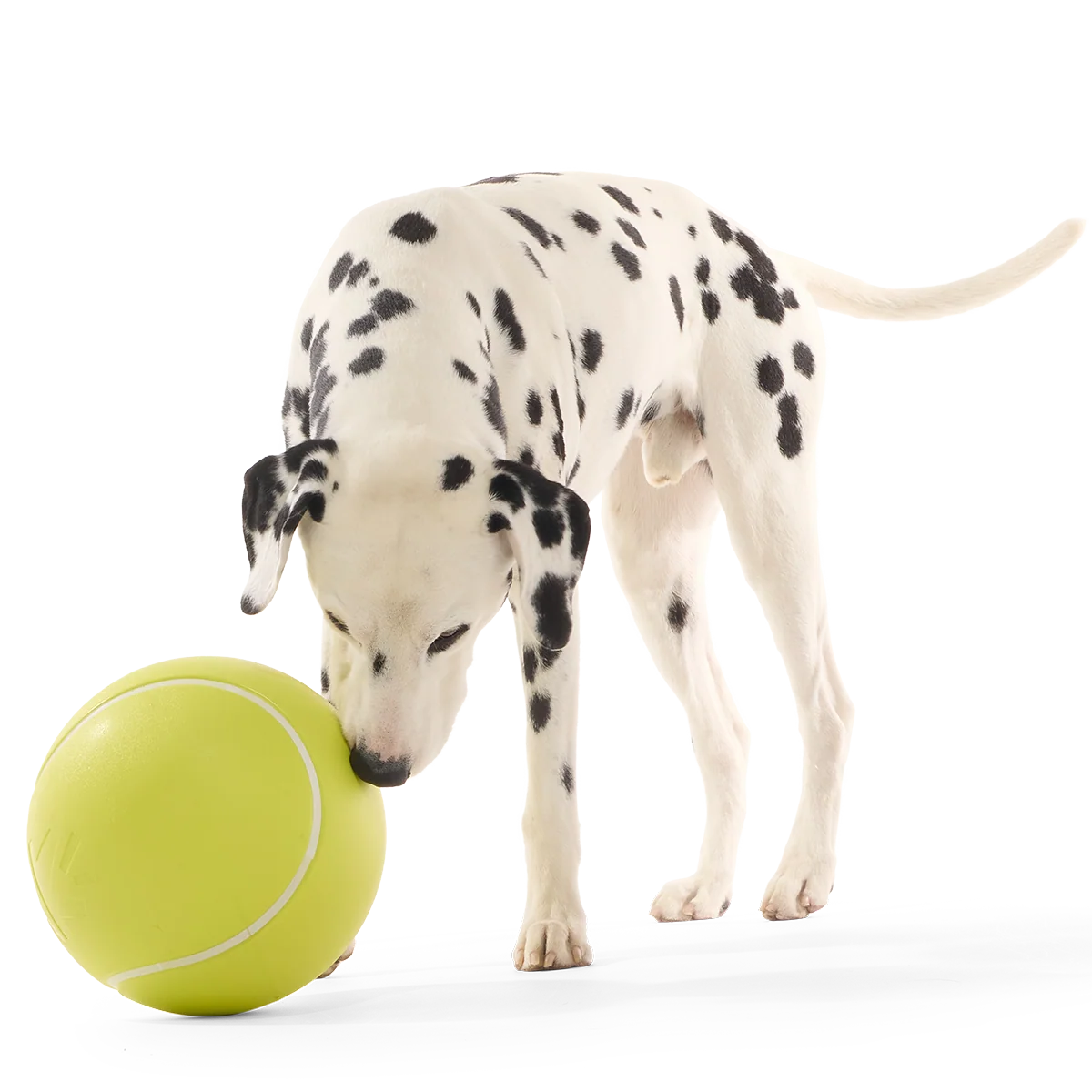 Chompianship Ball Super Chewer Durable Extra-Large + Fetch Dog Toy - Image 4