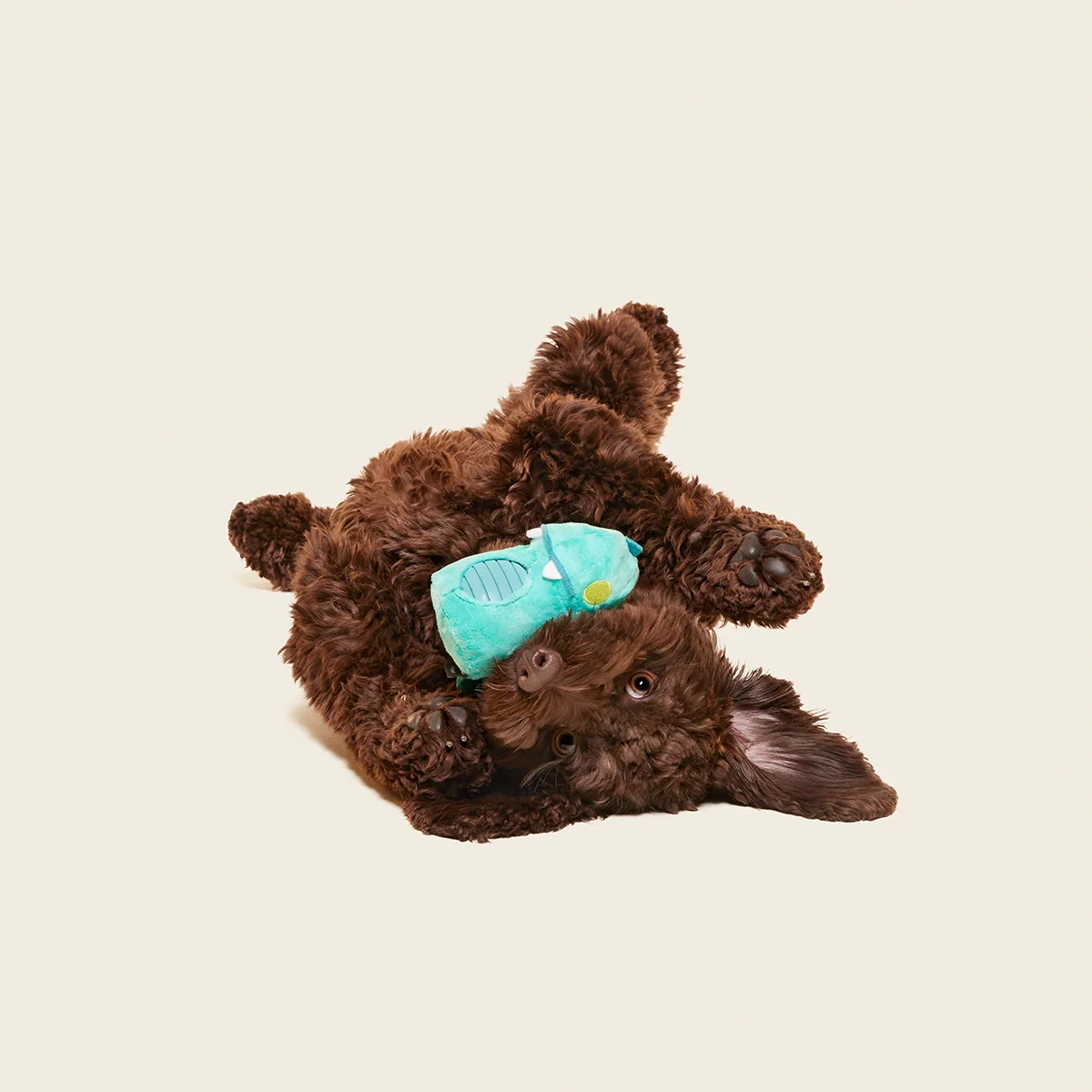 Chomposaurus Super Chewer Durable 2-in-1 Dog Toy - Image 3