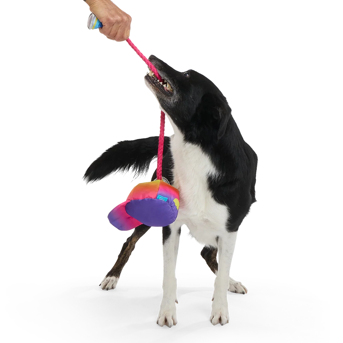 Chug n' Tug Hat Plush Dog Toy - Image 2