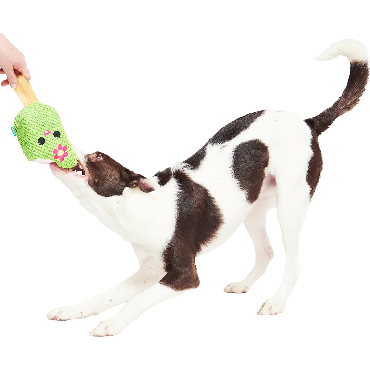 Consuela Pop Plush 2-in-1 + Tug Dog Toy - Image 3