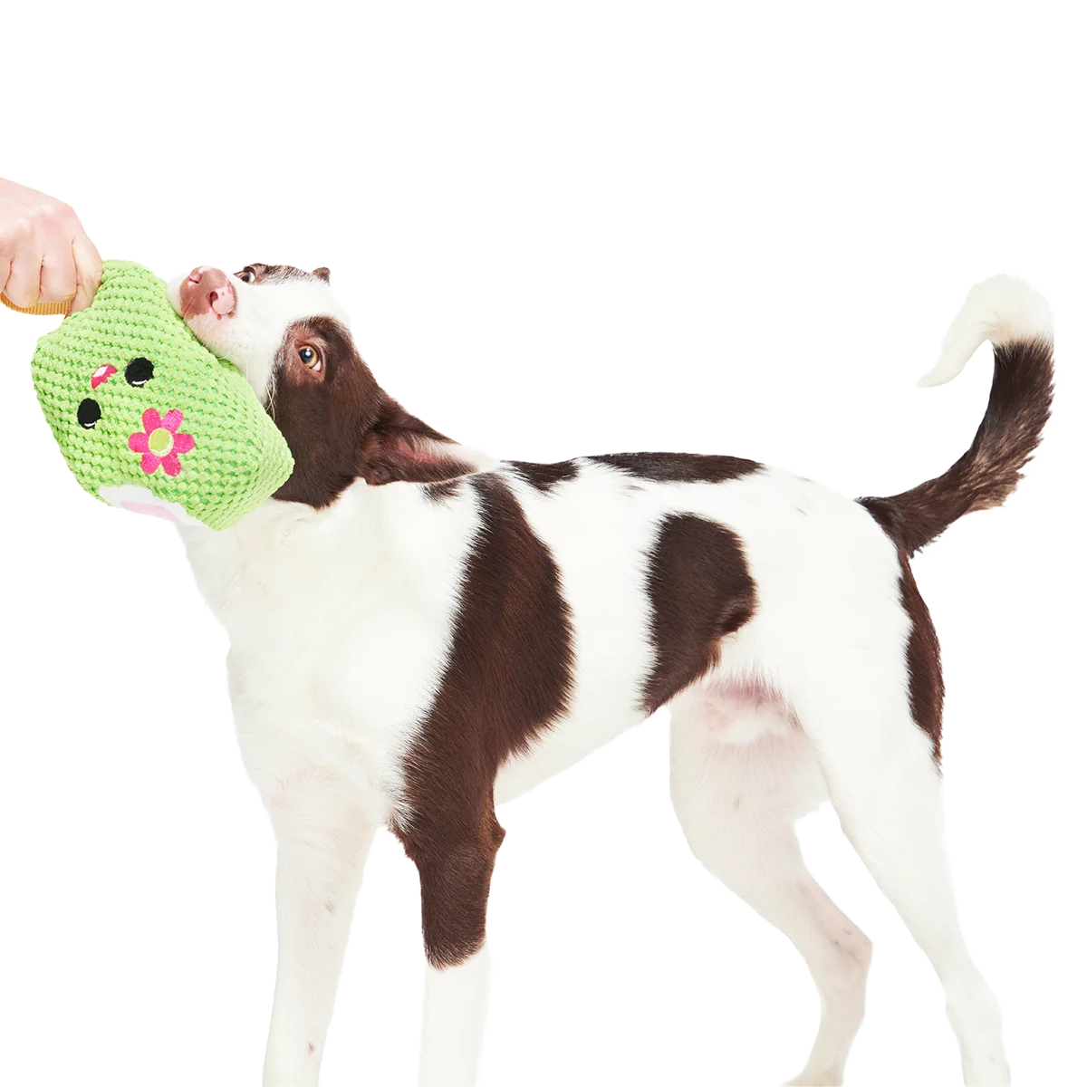 Consuela Pop Plush 2-in-1 + Tug Dog Toy - Image 4