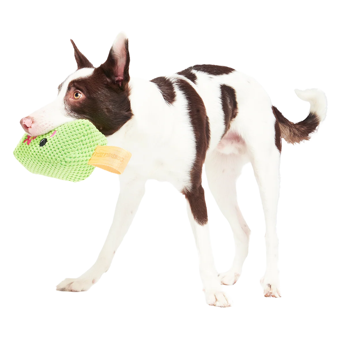 Consuela Pop Plush 2-in-1 + Tug Dog Toy - Image 5