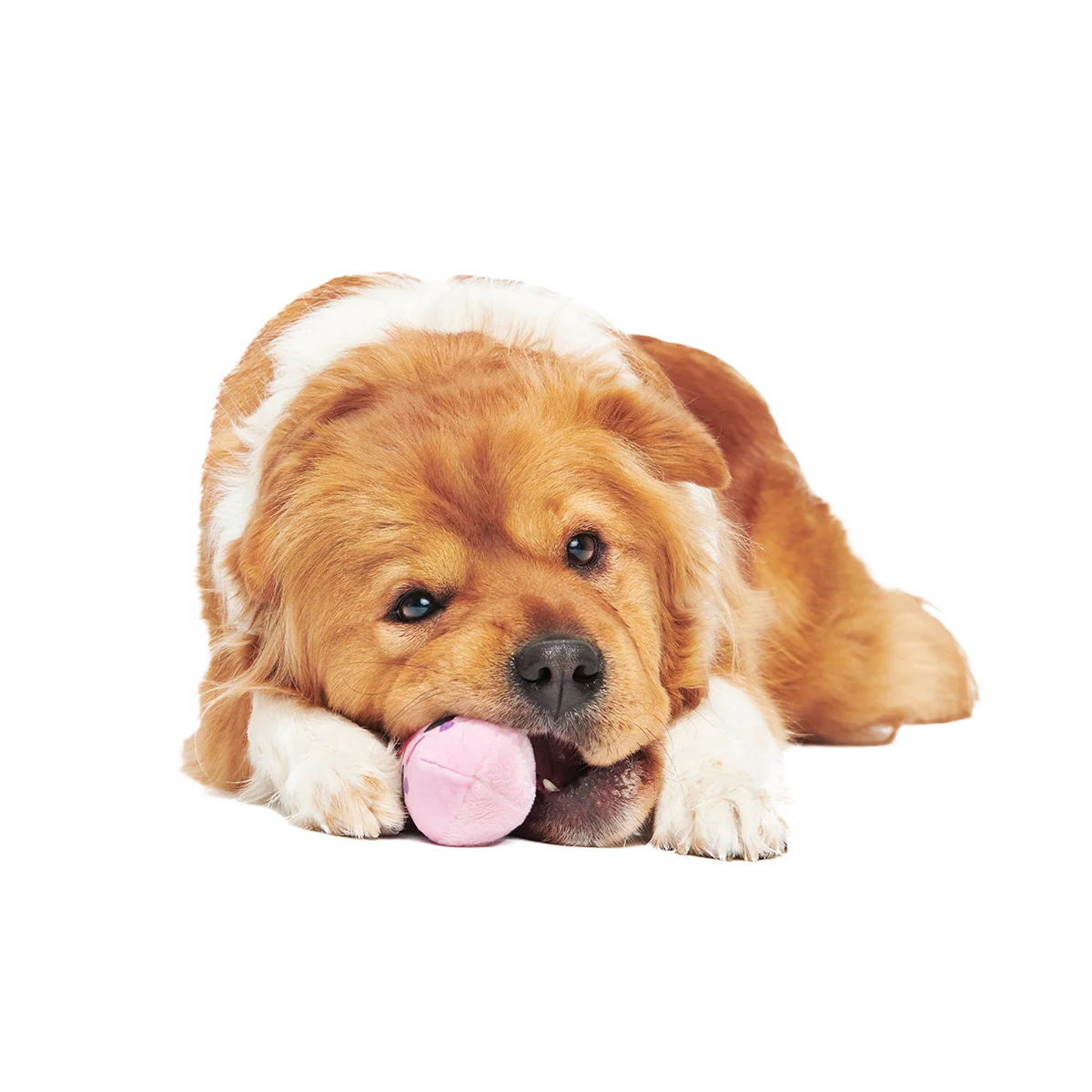 Consuela Pop Plush 2-in-1 + Tug Dog Toy - Image 6