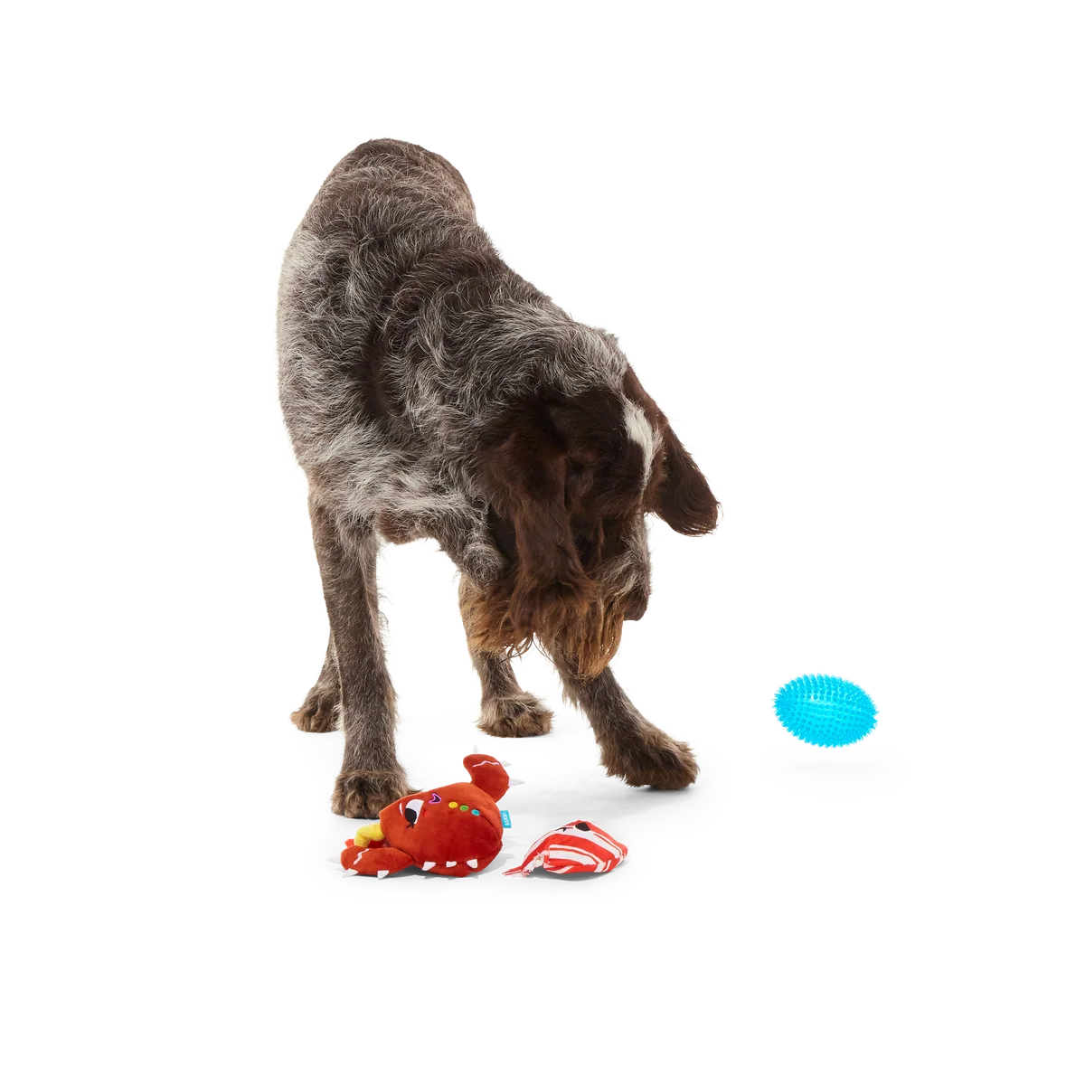 Consuela the Cookie Cactus Plush 2-in-1 Rip and Reveal Dog Toy - Image 6