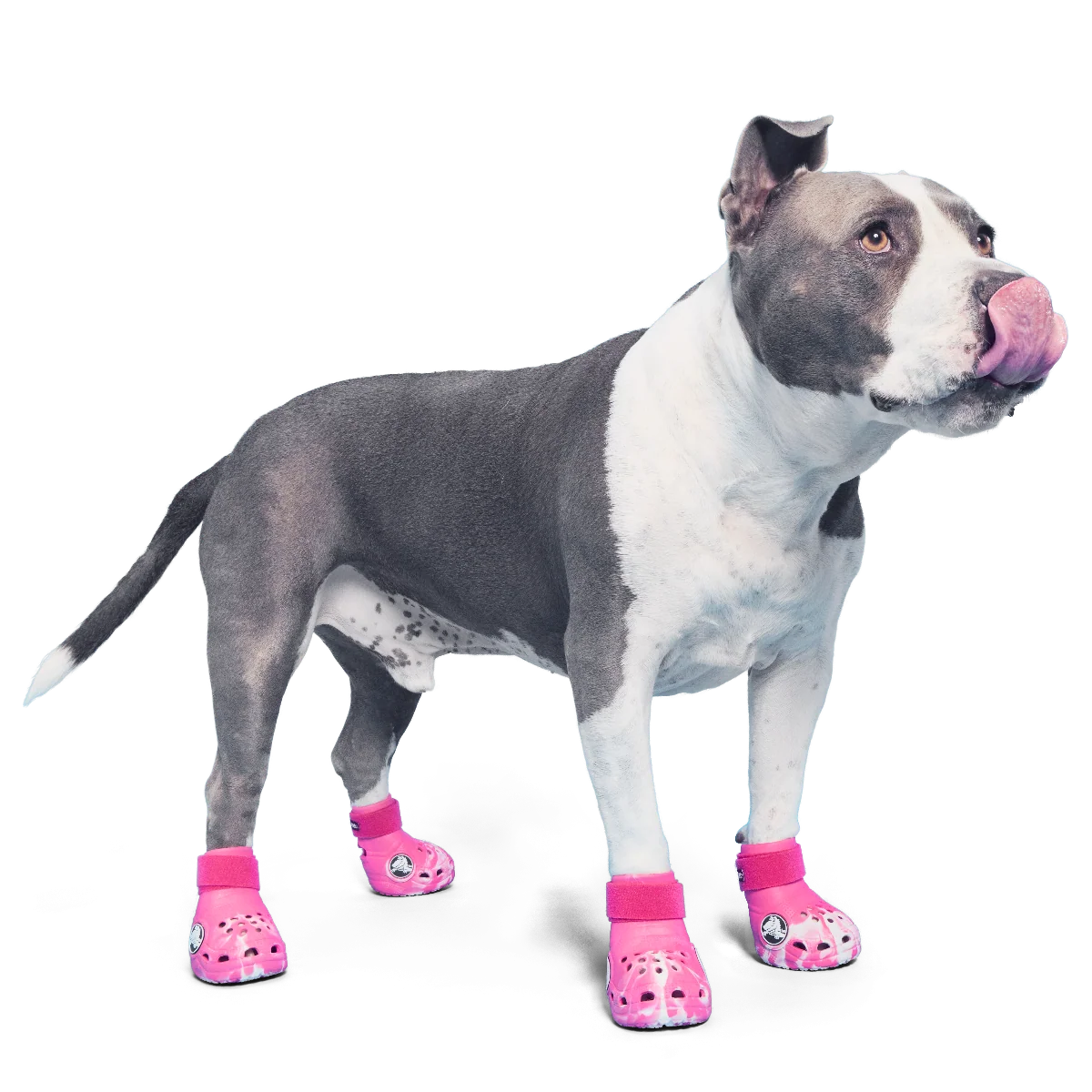 Crocs™ Shoes For Dogs - Image 6