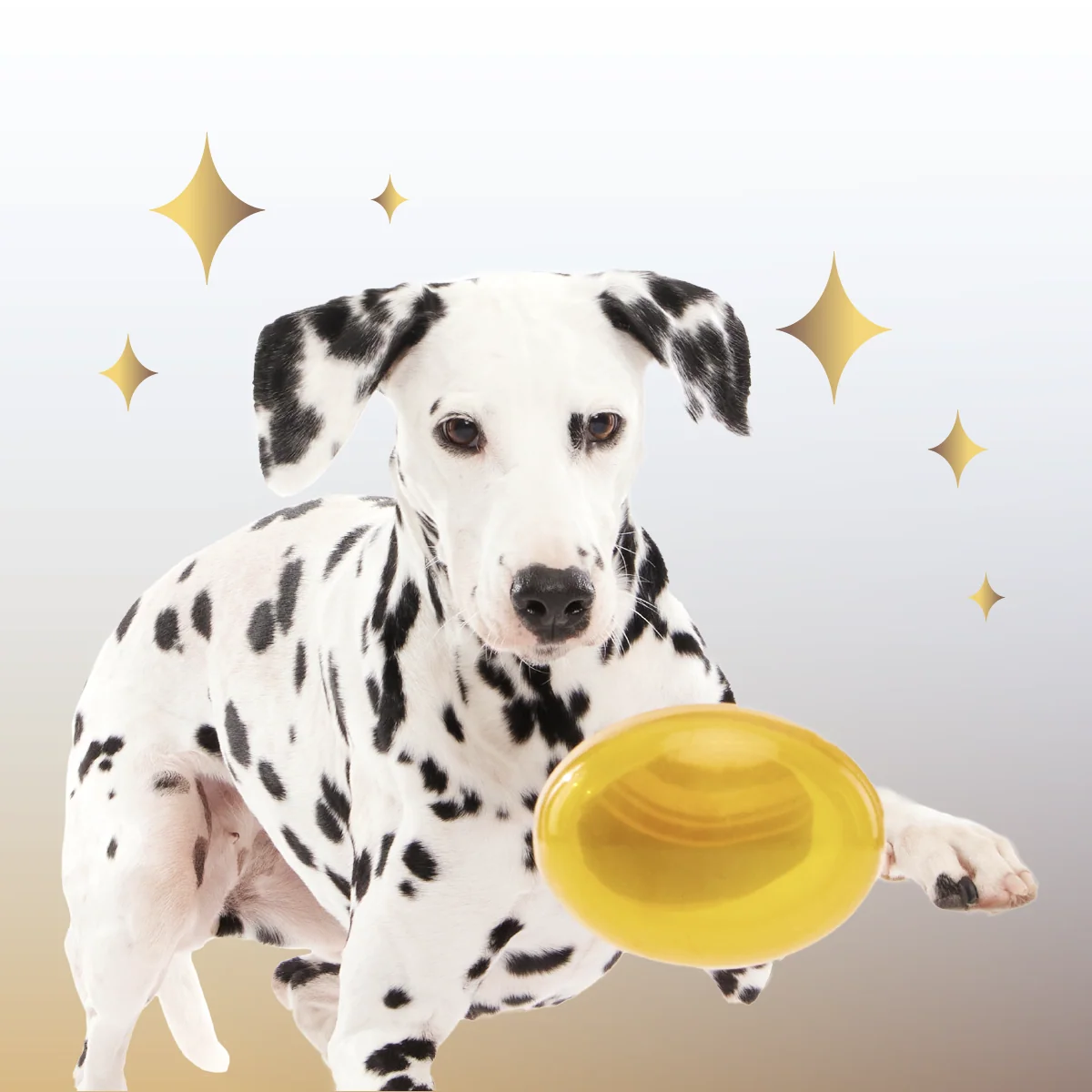 Crystal of the Month Club, Super Chewer Durable Monthly Dog Toys - Image 3