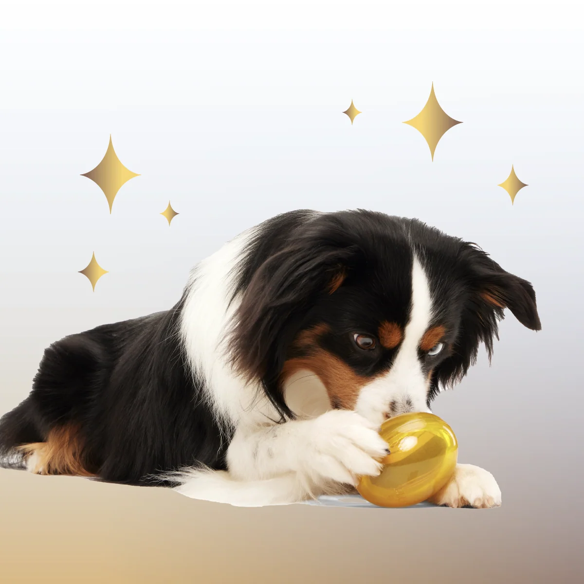 Crystal of the Month Club, Super Chewer Durable Monthly Dog Toys - Image 4