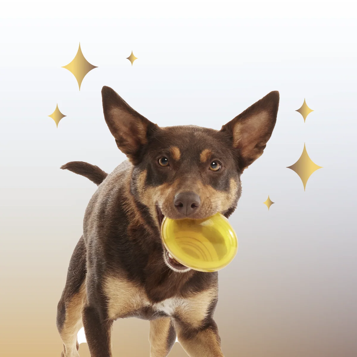 Crystal of the Month Club, Super Chewer Durable Monthly Dog Toys - Image 5