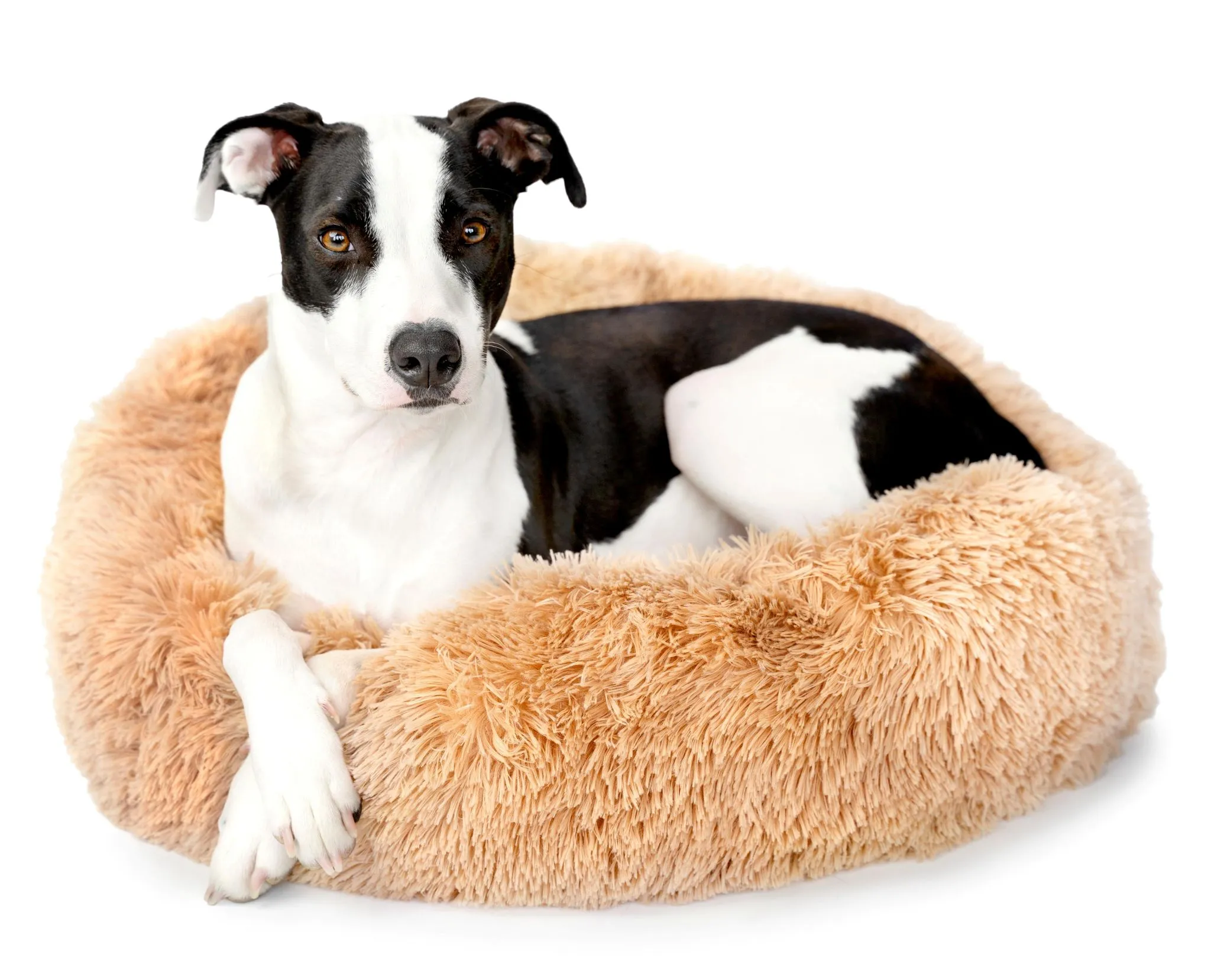 Cuddler Bed - Image 3