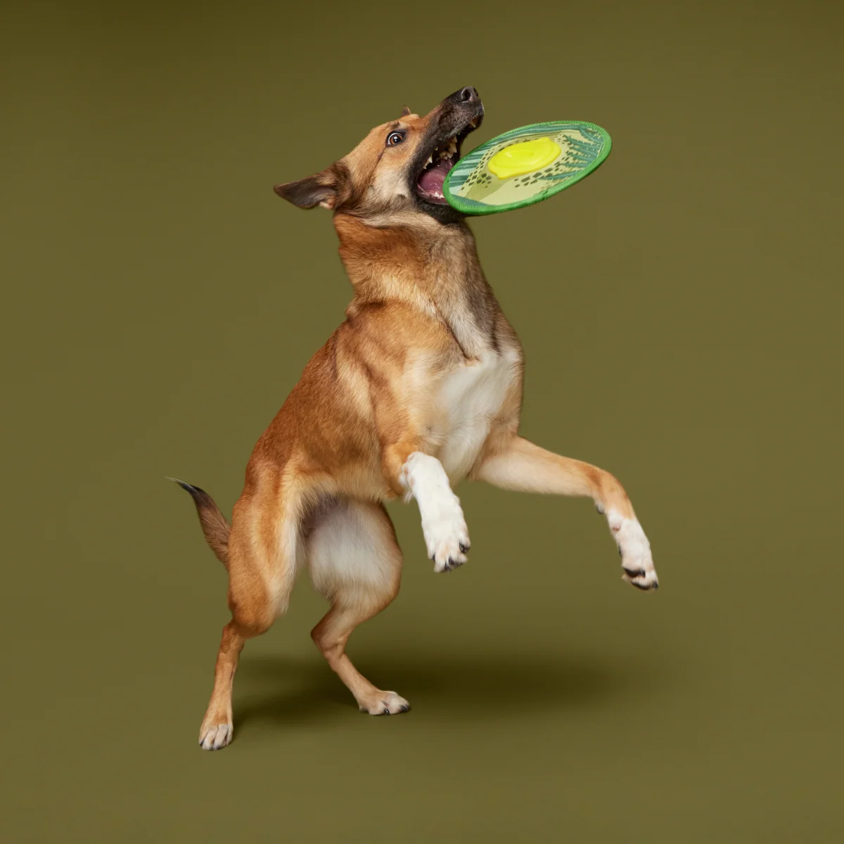 Dino Fling Ring Durable Super Chewer Fetch Dog Toy - Image 3