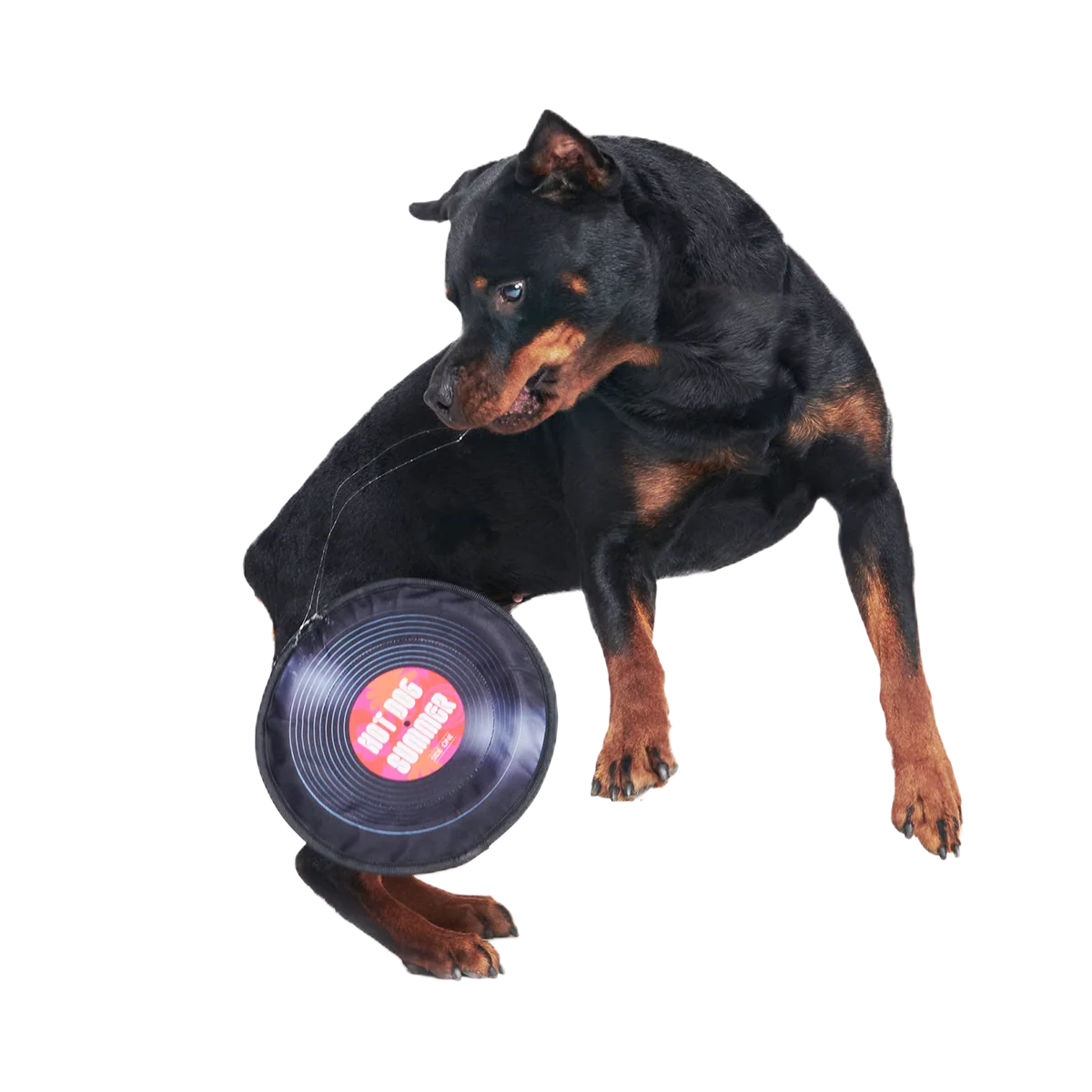 Disco Doggo Disc Super Chewer Durable Fetch Dog Toy - Image 6