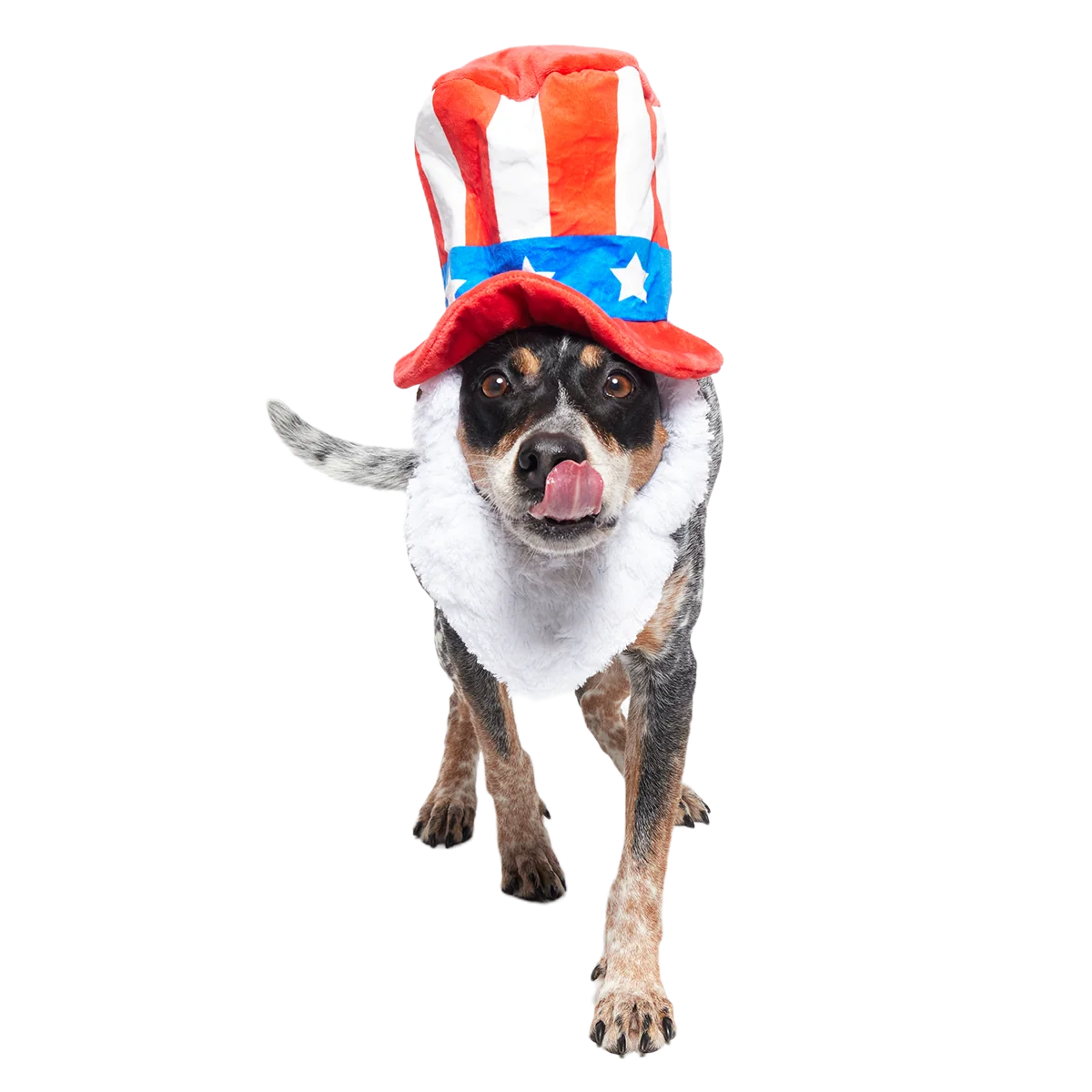 Dog Bless America Plush Wearable + Tug Dog Toy - Image 5