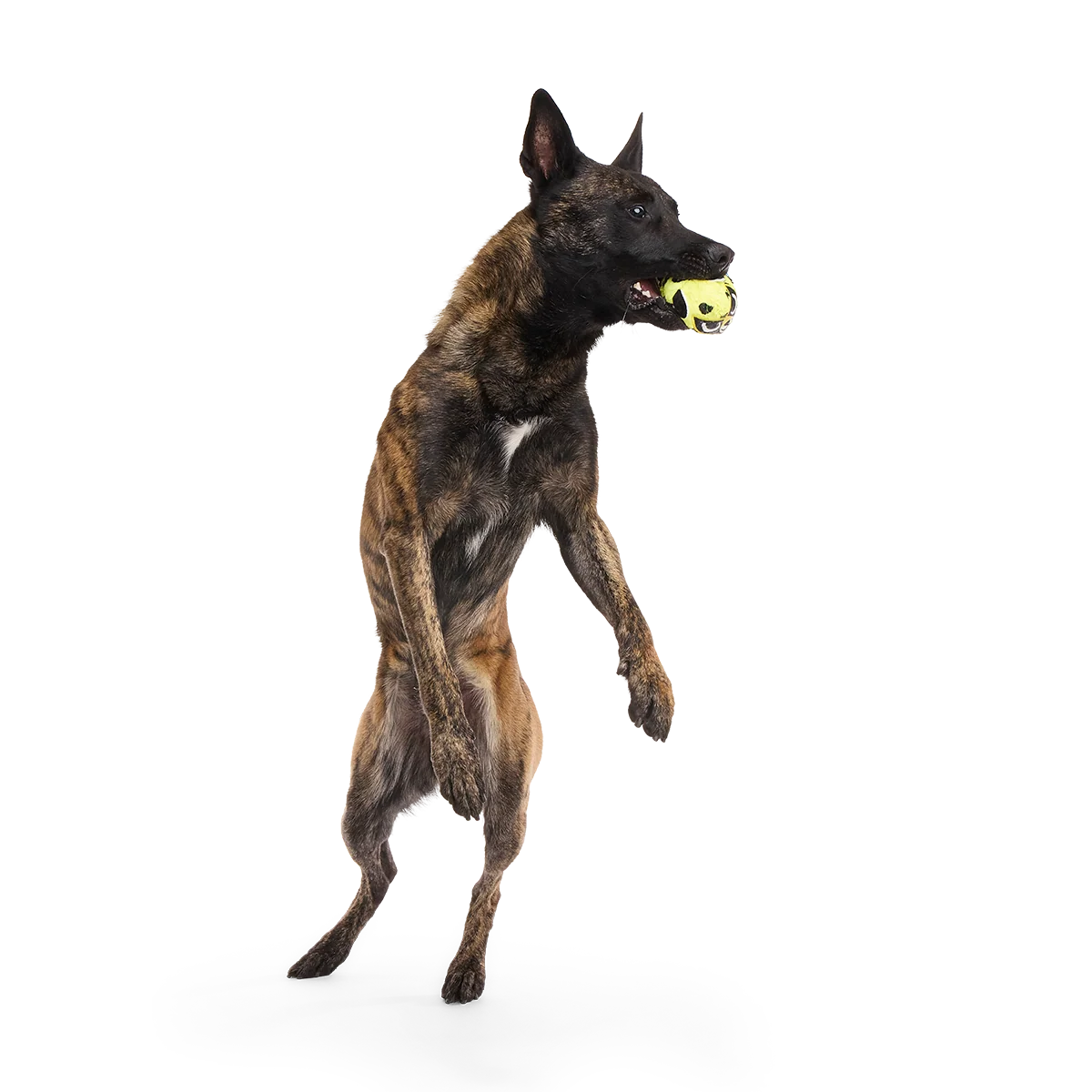 Duma Njaa Plush 3-in-1 + Fetch Dog Toy - Image 6
