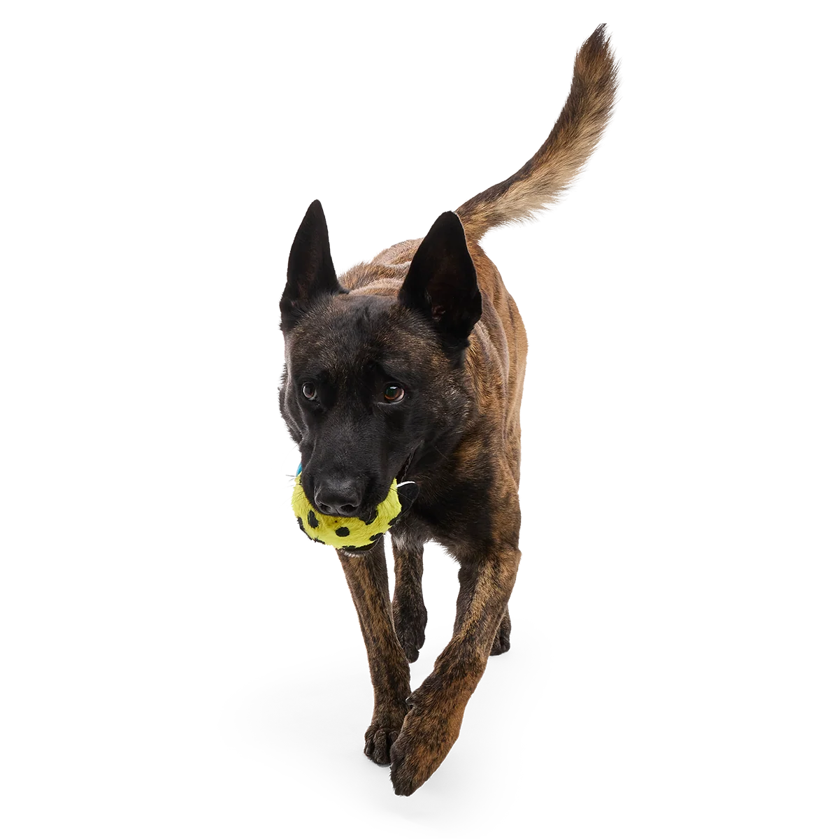 Duma Njaa Plush 3-in-1 + Fetch Dog Toy - Image 7
