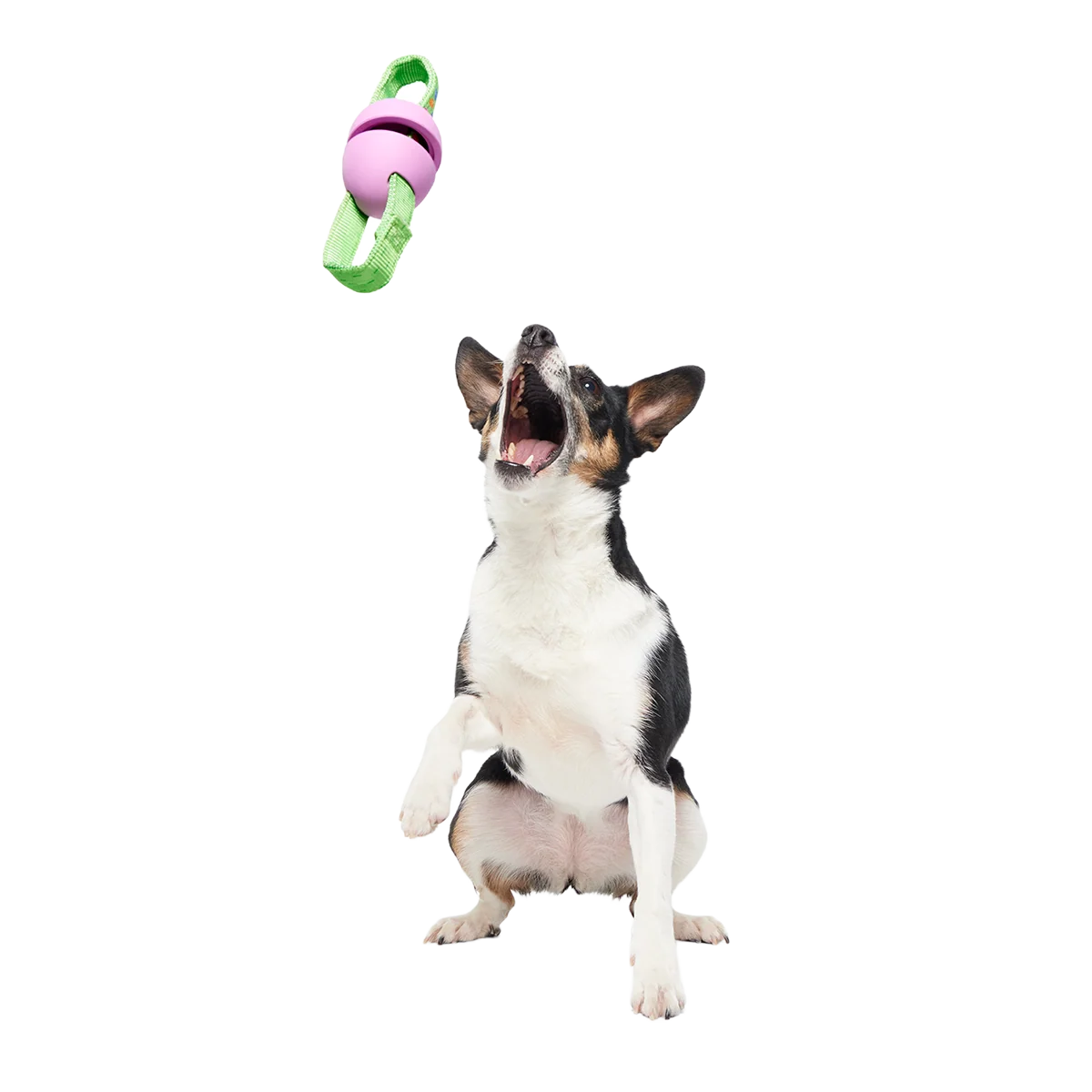 Egg-O-War Tug Super Chewer Durable Tug + Enrichment Dog Toy - Image 4