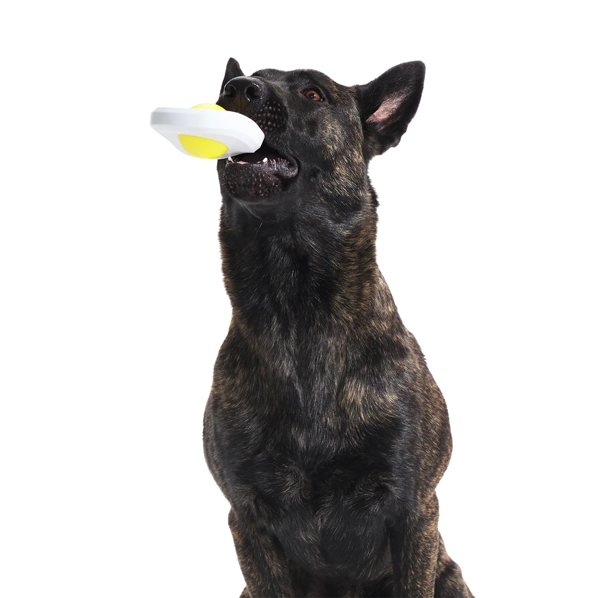 Egg Over Hard Super Chewer Durable Gnaw Dog Toy - Image 4