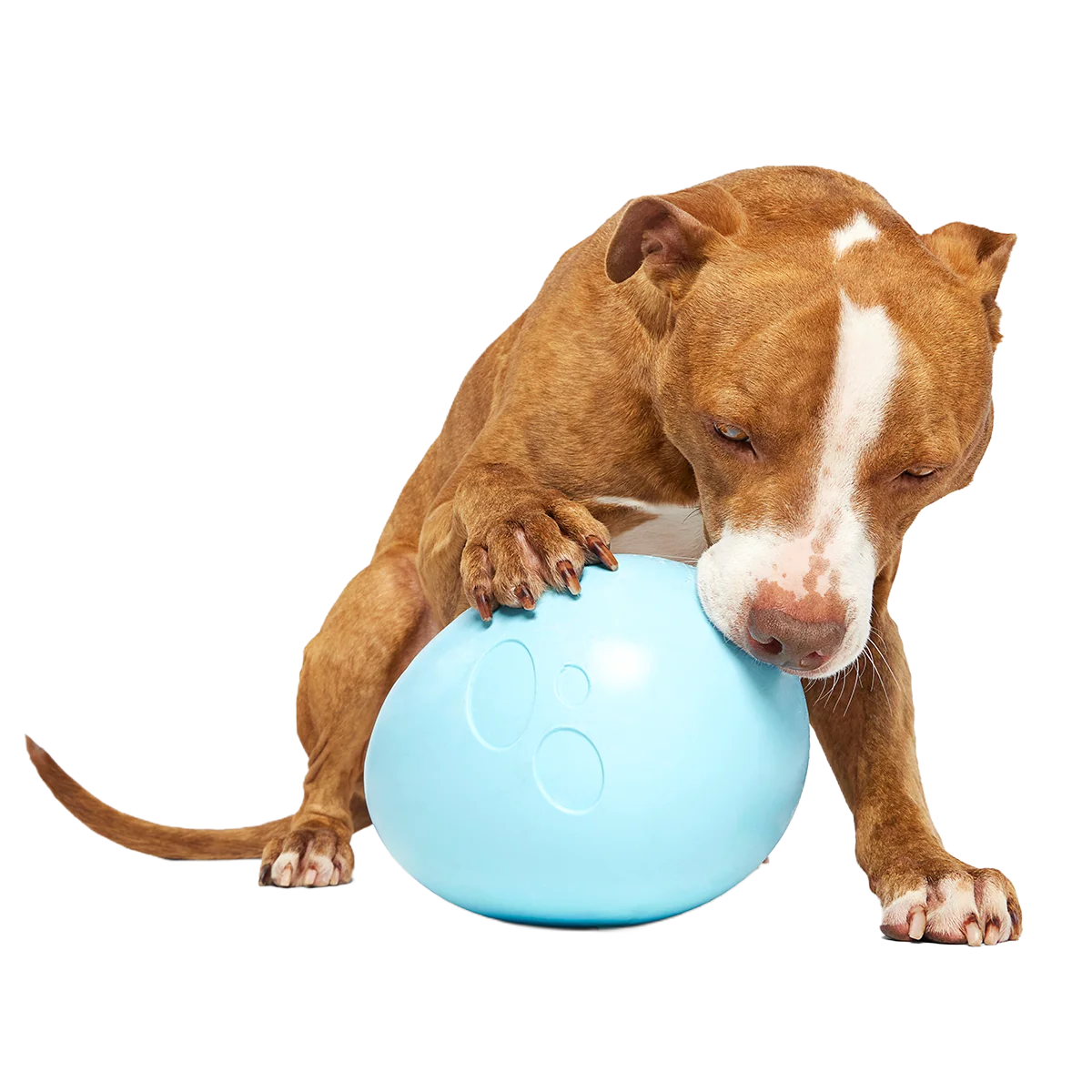 Eggstra Large Easter Egg Super Chewer Durable Extra-Large + Fetch Dog Toy - Image 3