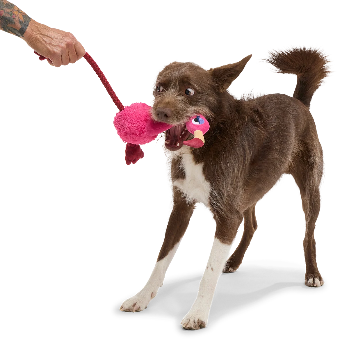 Fahari Flamingo Plush Extra-Large + Tug Dog Toy - Image 4