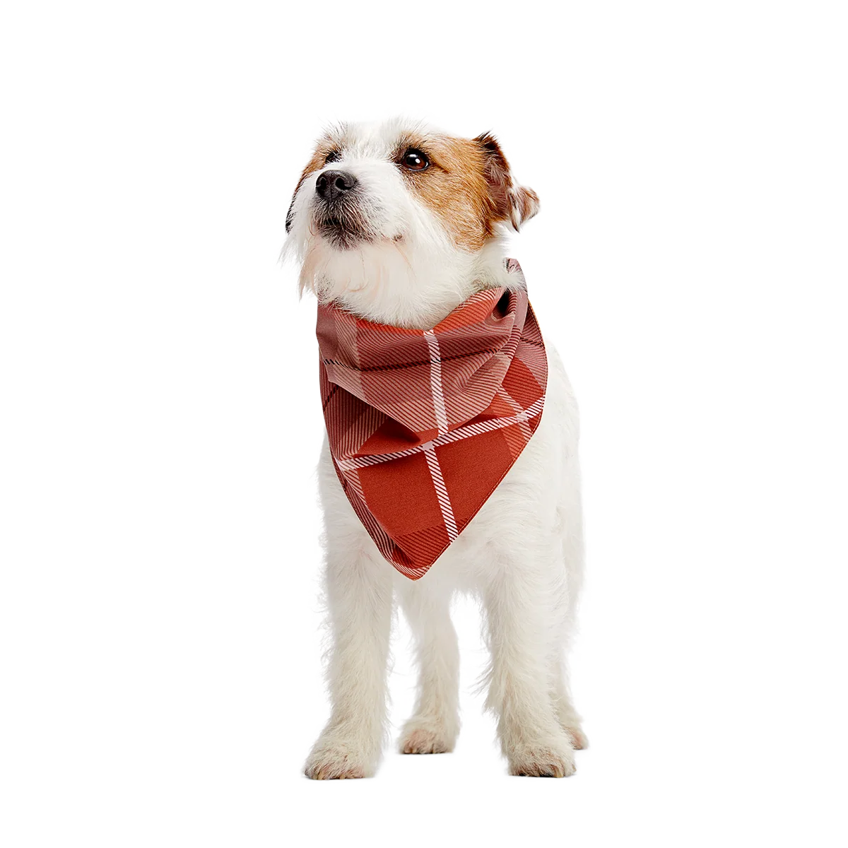 Fall Reversible Dog Bandana - Image 3