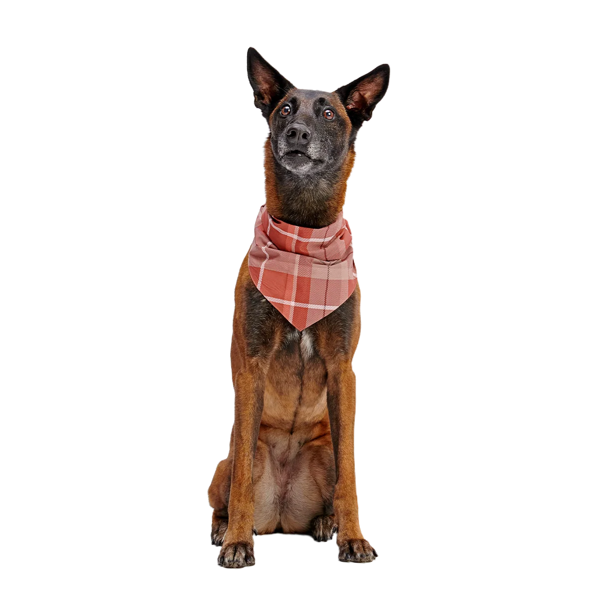 Fall Reversible Dog Bandana - Image 7