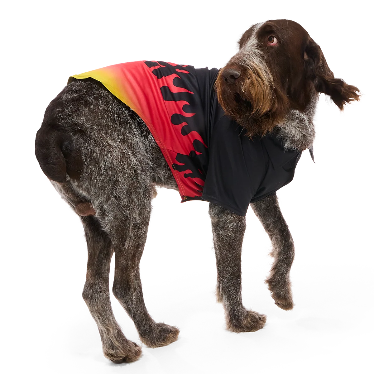 Flame Broiled Button-Down Dog Shirt - Image 12
