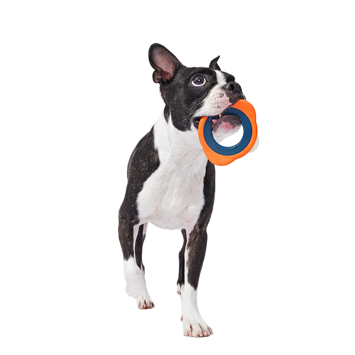 Flingray Super Chewer Durable Fetch Dog Toy - Image 3