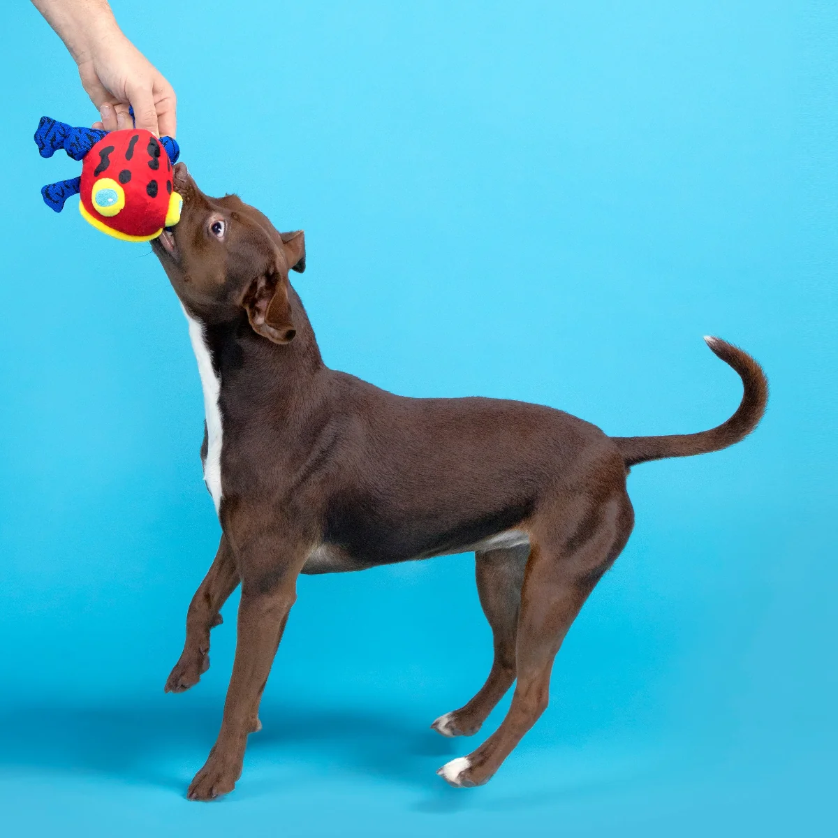 Freckles the Frog Plush 2-in-1 + Fetch Dog Toy - Image 5